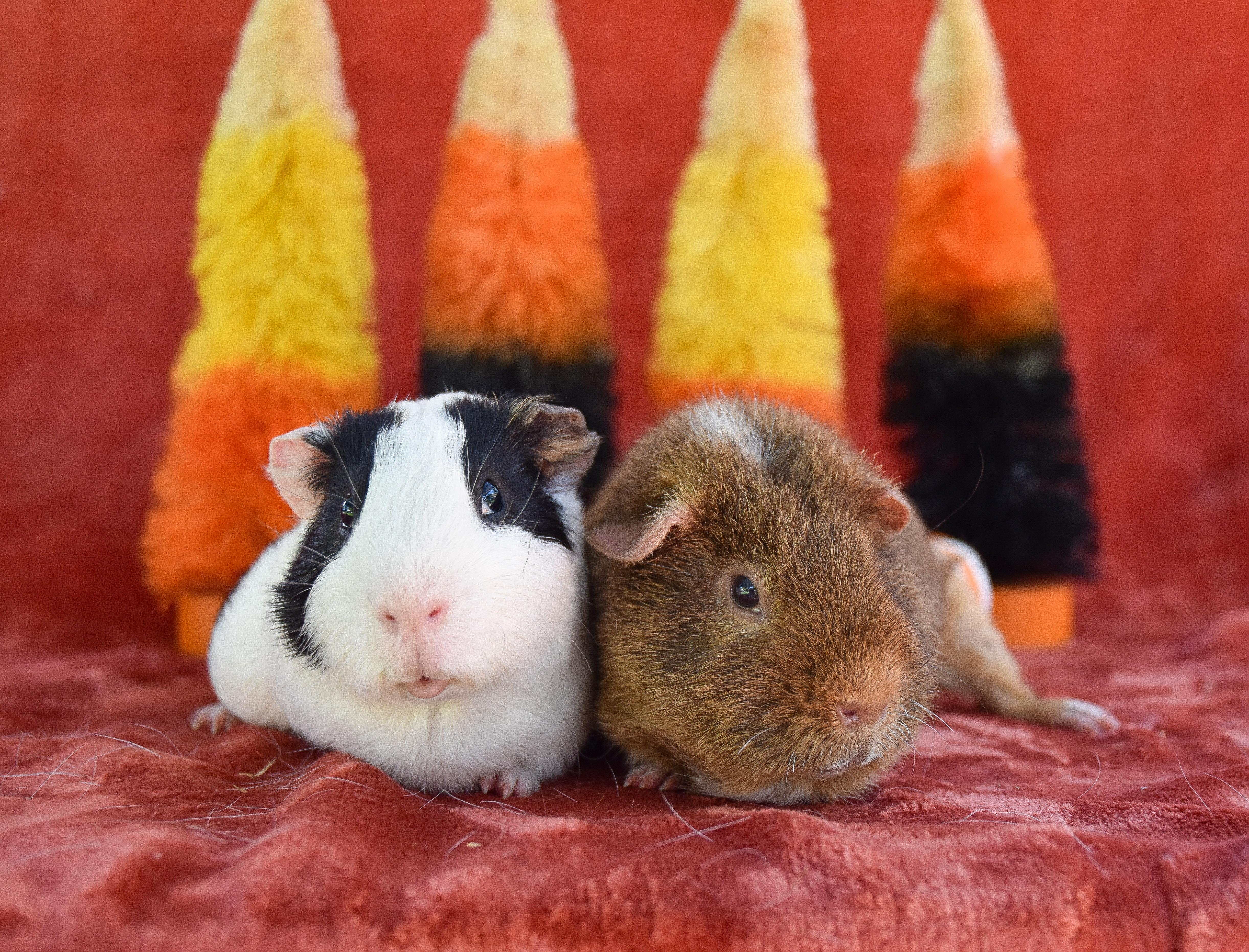 Meeko and Teddy, Adoptable, Adult Male Guinea Pig.