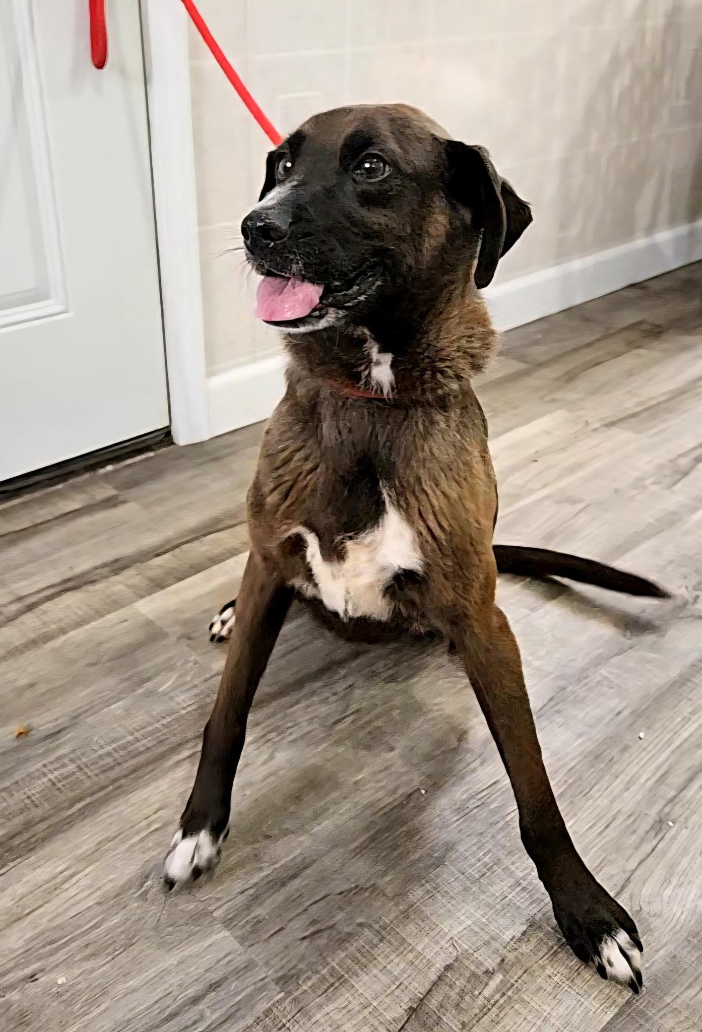 Enlarge Ellie & Ivan, a Adoptable mixed breed in Hoopeston, IL image 3/5