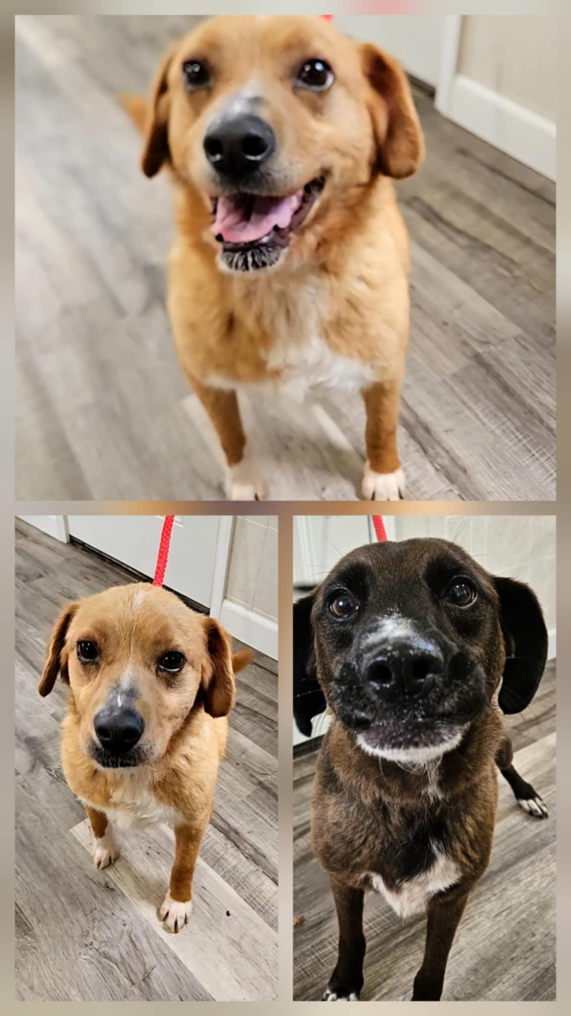 Enlarge Ellie & Ivan, a Adoptable mixed breed in Hoopeston, IL image 1/5