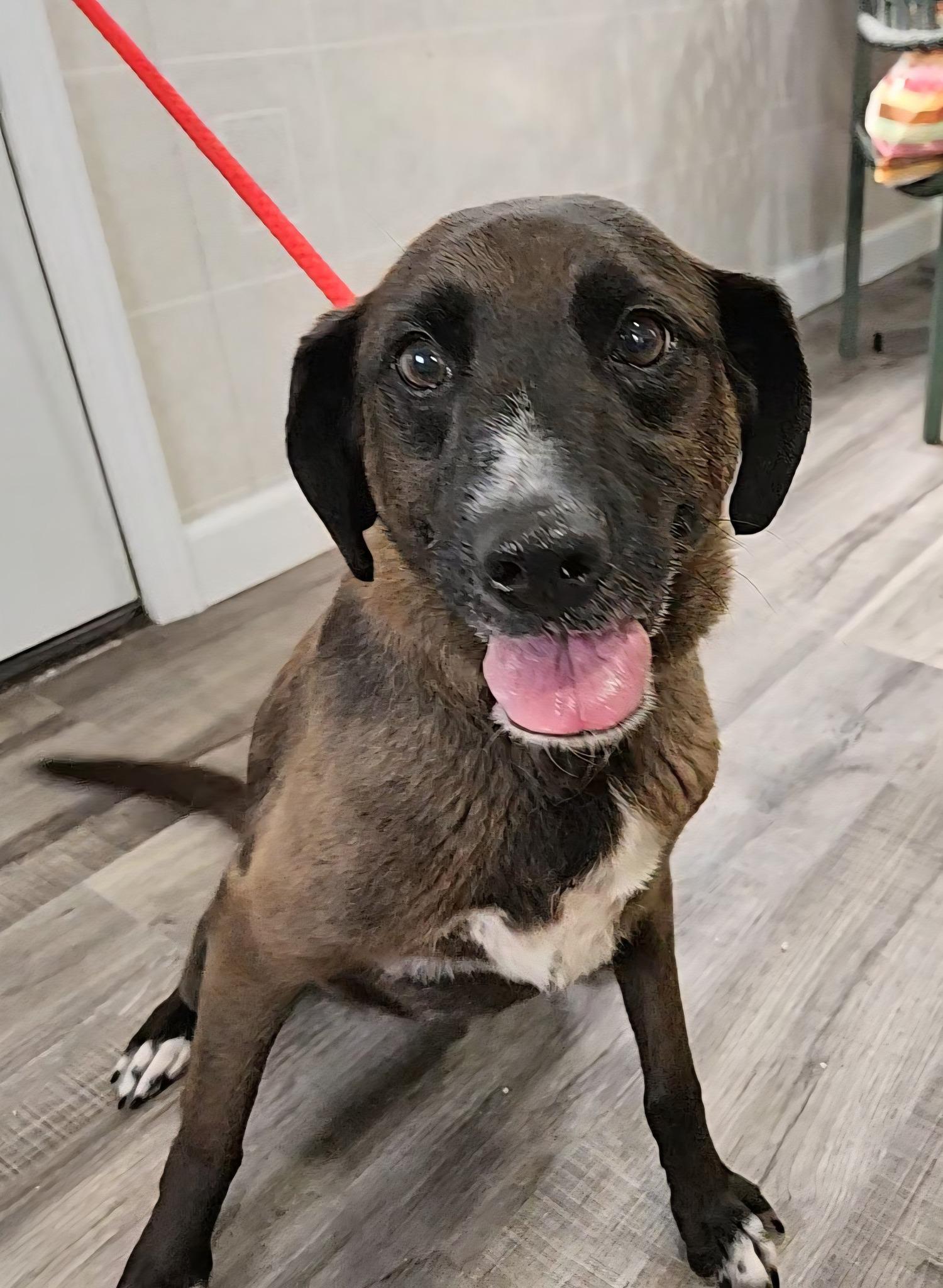 Enlarge Ellie & Ivan, a Adoptable mixed breed in Hoopeston, IL image 2/5