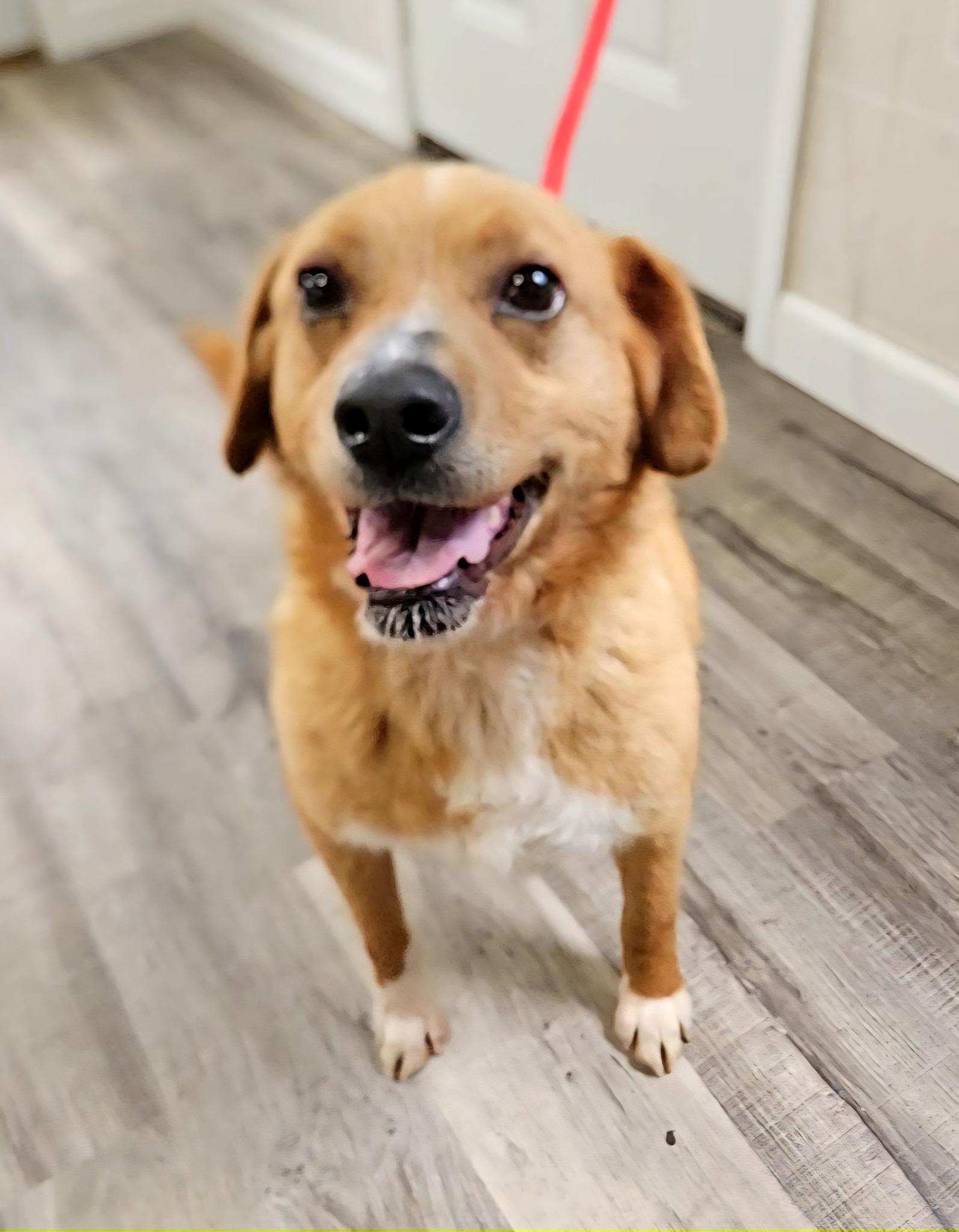 Enlarge Ellie & Ivan, a Adoptable mixed breed in Hoopeston, IL image 4/5