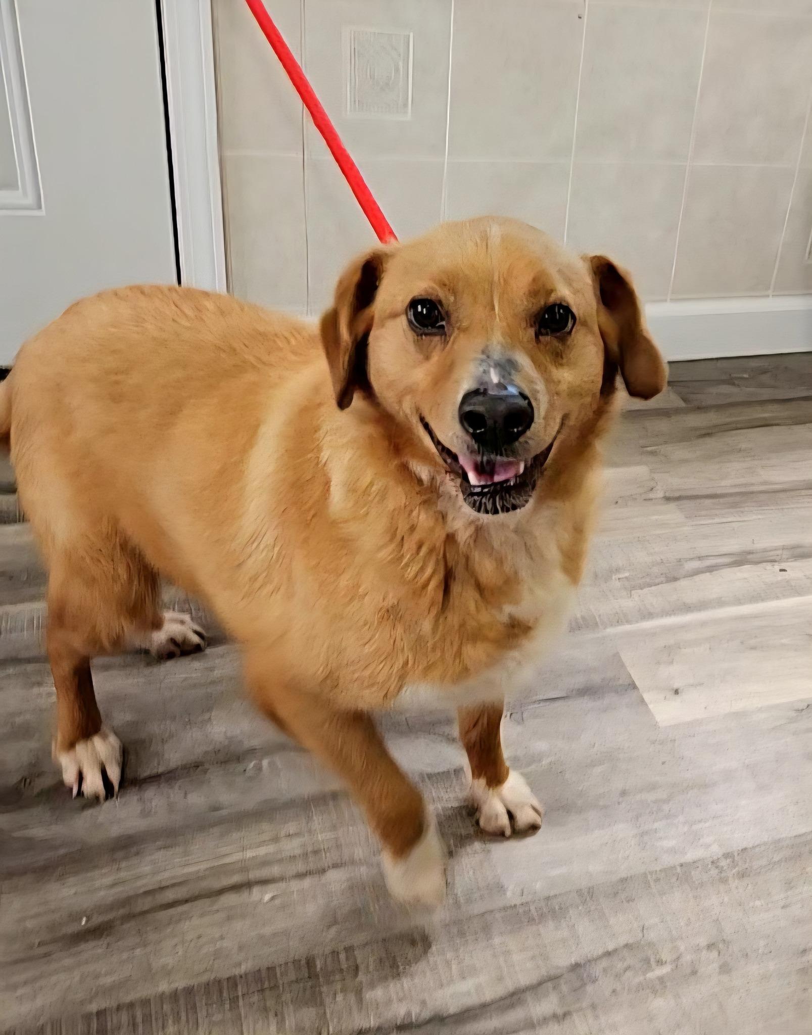 Enlarge Ellie & Ivan, a Adoptable mixed breed in Hoopeston, IL image 5/5