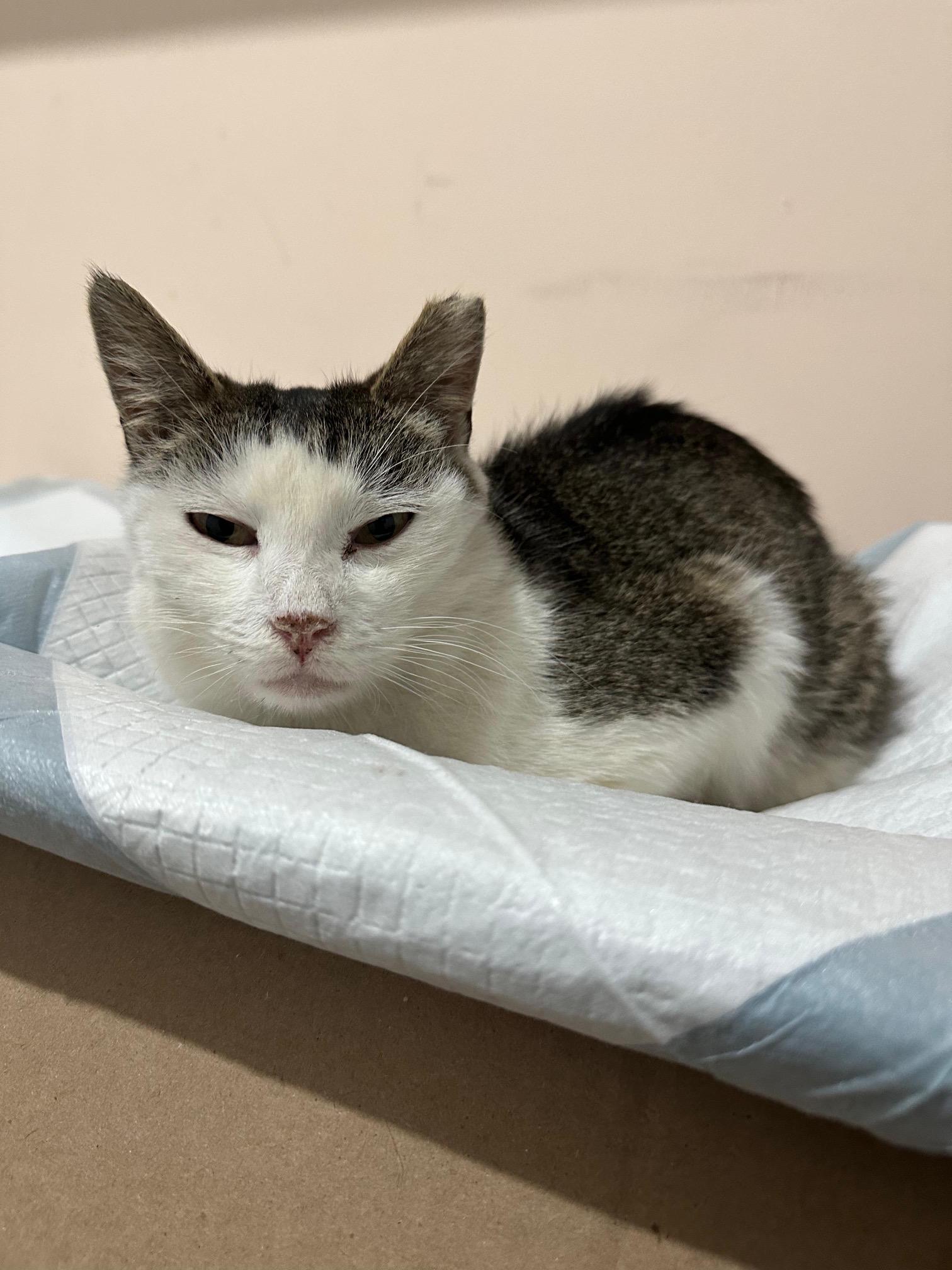 Enlarge Pearl, a ADOPTABLE American Shorthair in Brooklyn, NY image 3/3