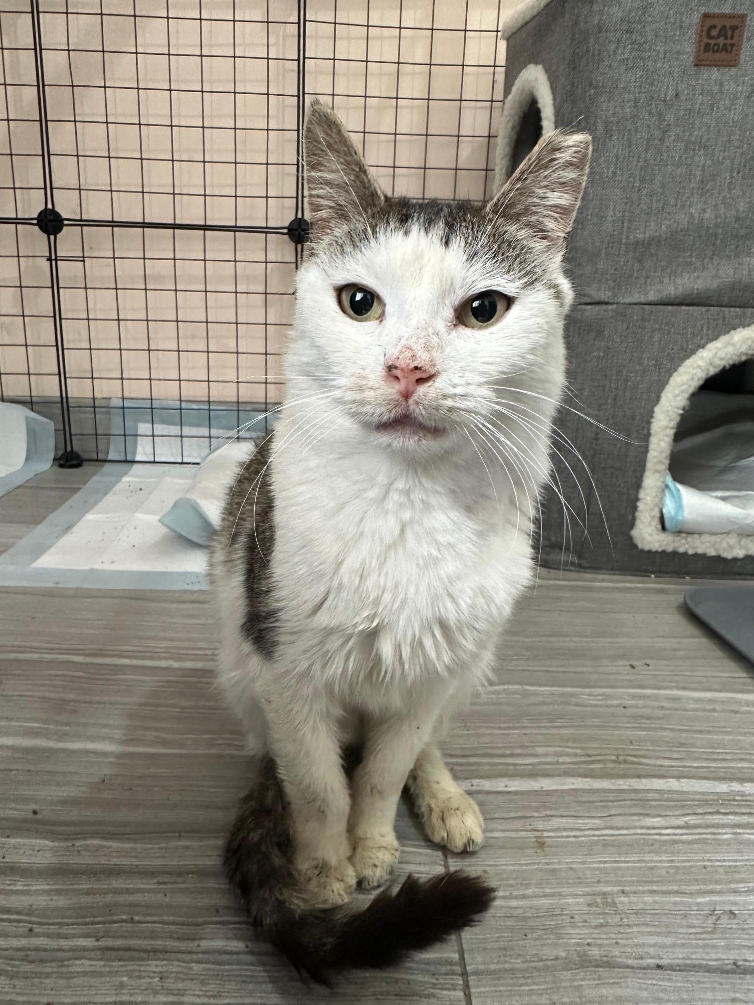 Enlarge Pearl, a ADOPTABLE American Shorthair in Brooklyn, NY image 2/3