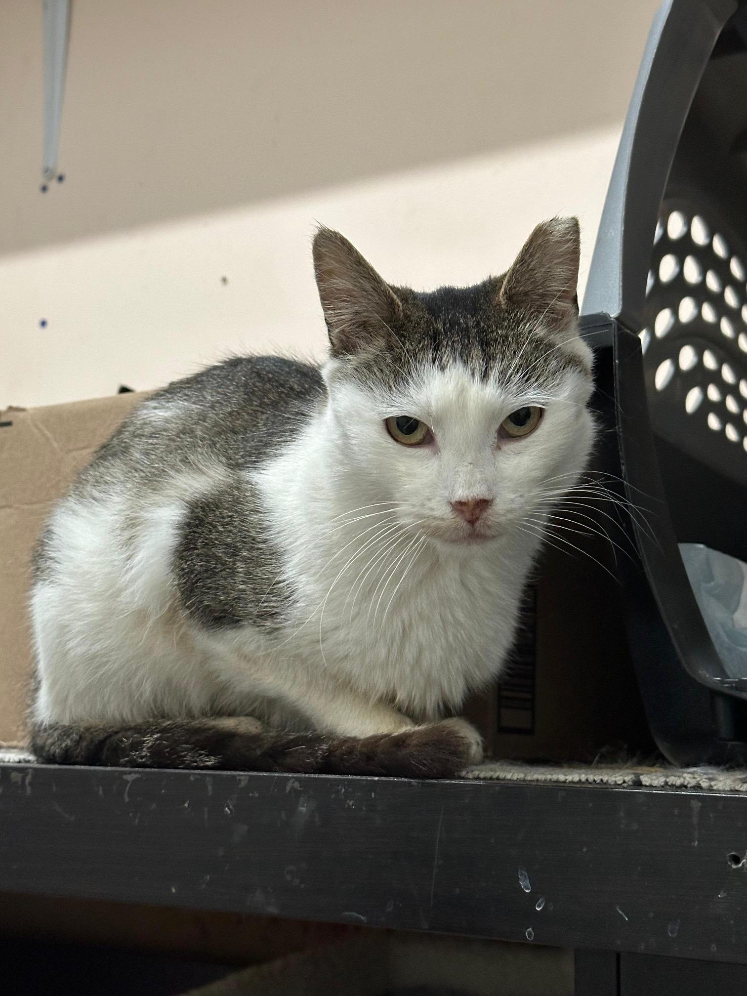 Pearl, ADOPTABLE, Adult Female American Shorthair.