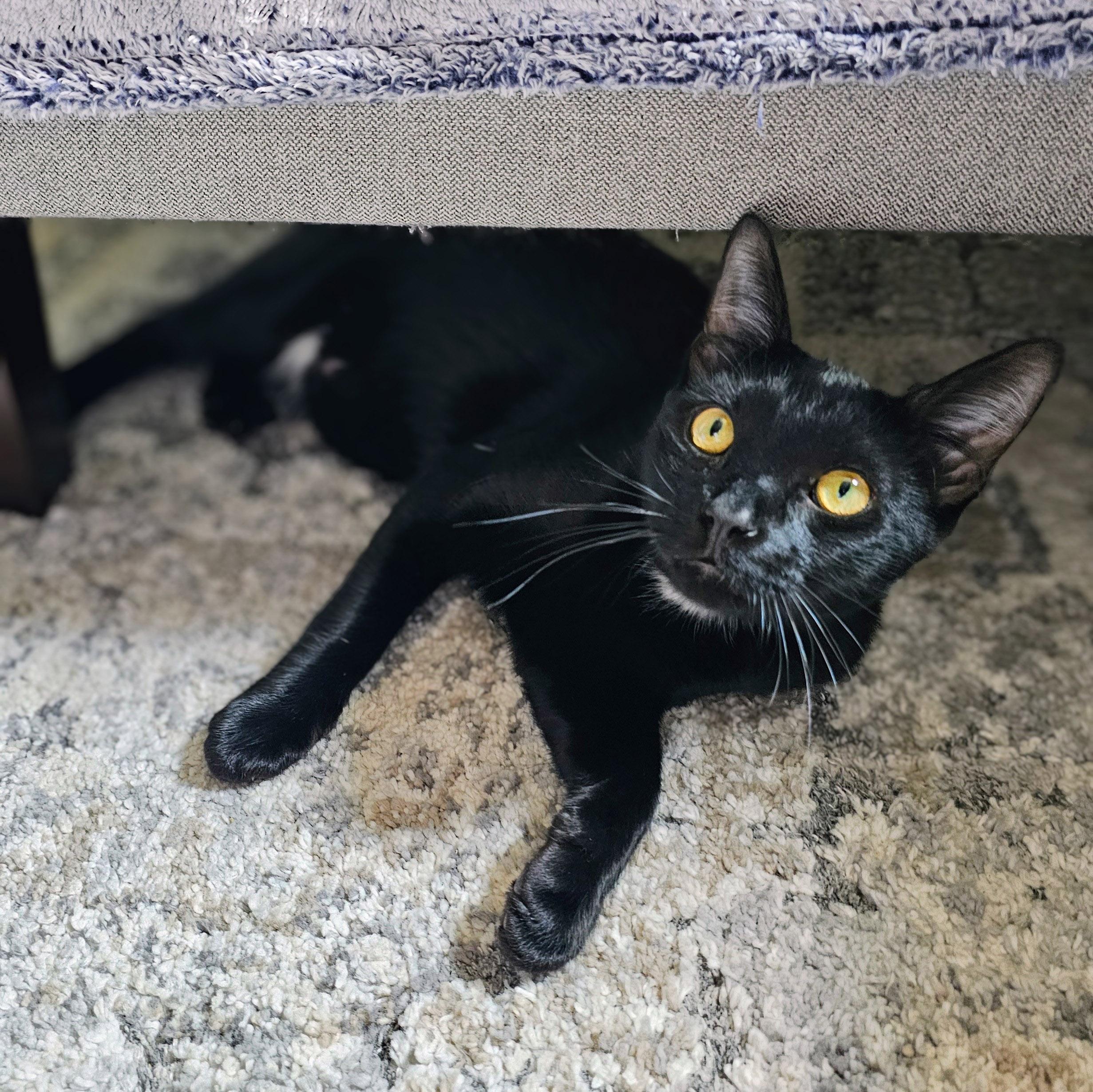 Enlarge Halo, a ADOPTABLE Domestic Short Hair in Chicago, IL image 6/6