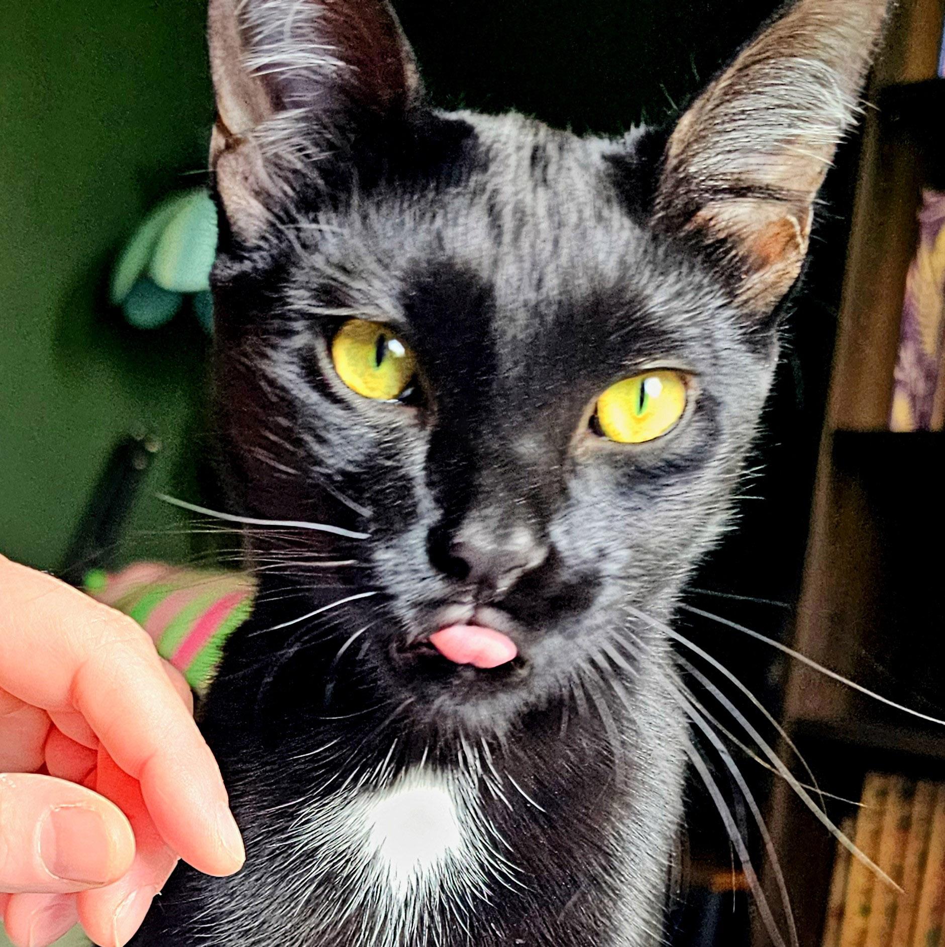 Enlarge Halo, a ADOPTABLE Domestic Short Hair in Chicago, IL image 4/6
