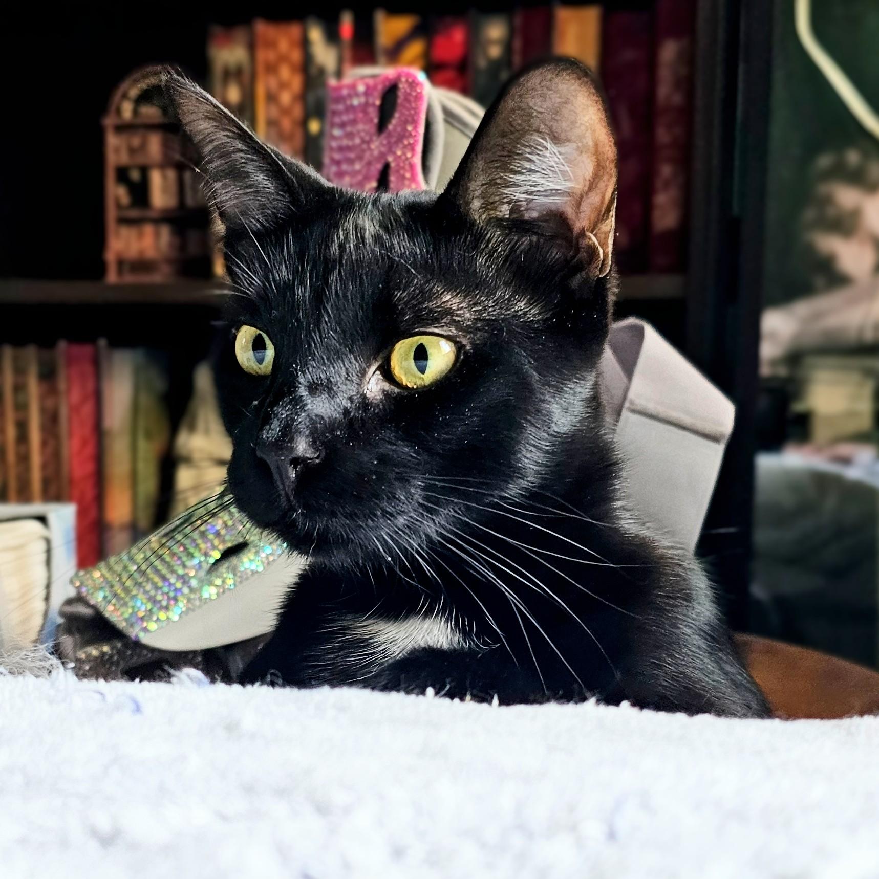 Enlarge Halo, a ADOPTABLE Domestic Short Hair in Chicago, IL image 2/6