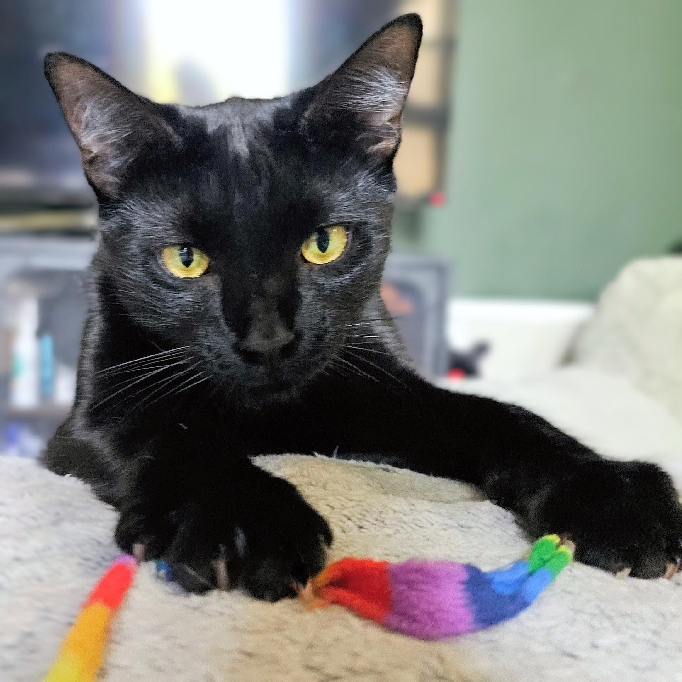 Halo, ADOPTABLE, Adult Male Domestic Short Hair.