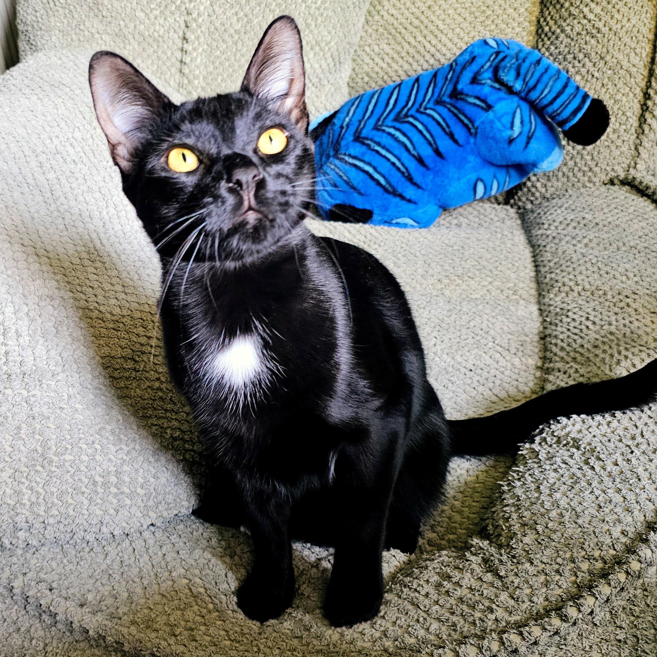 Enlarge Halo, a ADOPTABLE Domestic Short Hair in Chicago, IL image 3/6