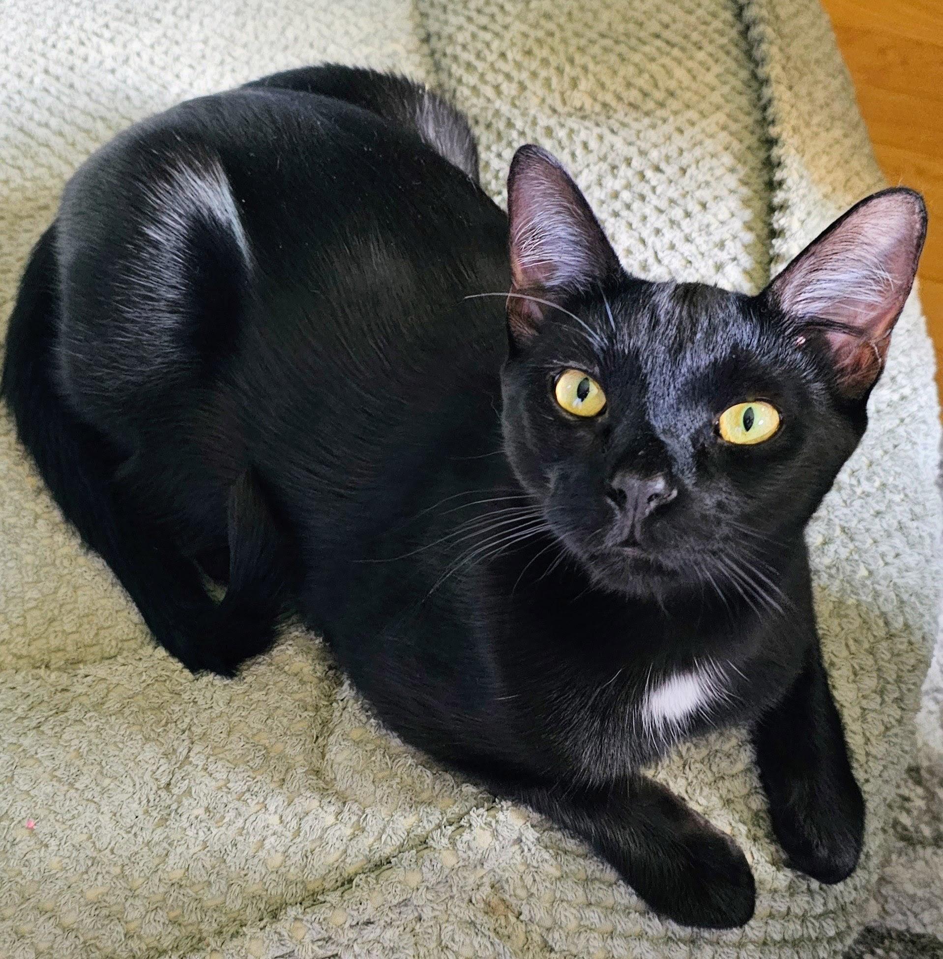 Enlarge Halo, a ADOPTABLE Domestic Short Hair in Chicago, IL image 5/6