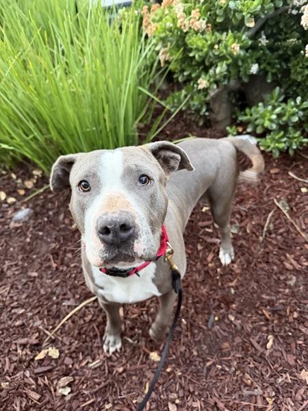 Enlarge Dulce De Leche, a Adoptable mixed breed in San Diego, CA image 1/4