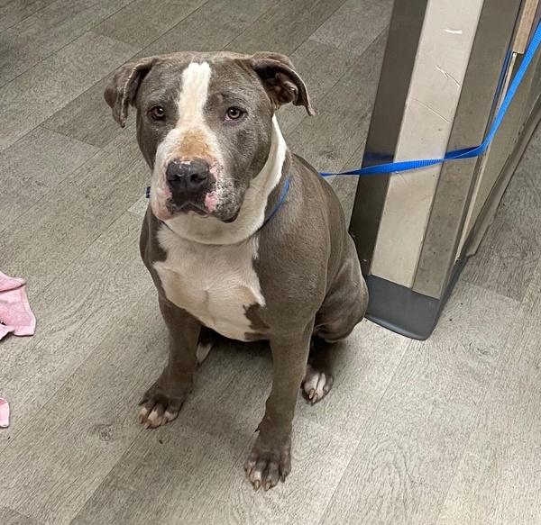 Enlarge Dulce De Leche, a Adoptable mixed breed in San Diego, CA image 2/4