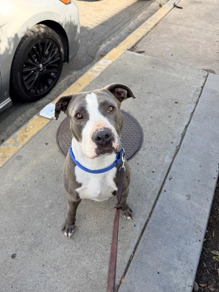 Enlarge Dulce De Leche, a Adoptable mixed breed in San Diego, CA image 3/4