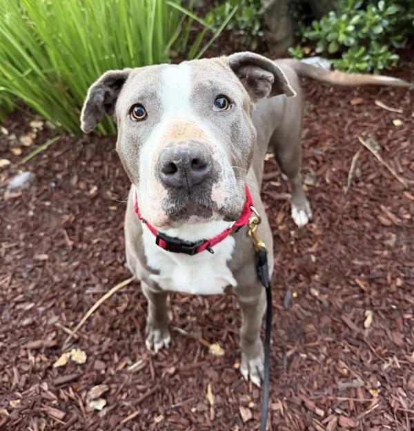 Enlarge Dulce De Leche, a Adoptable mixed breed in San Diego, CA image 4/4