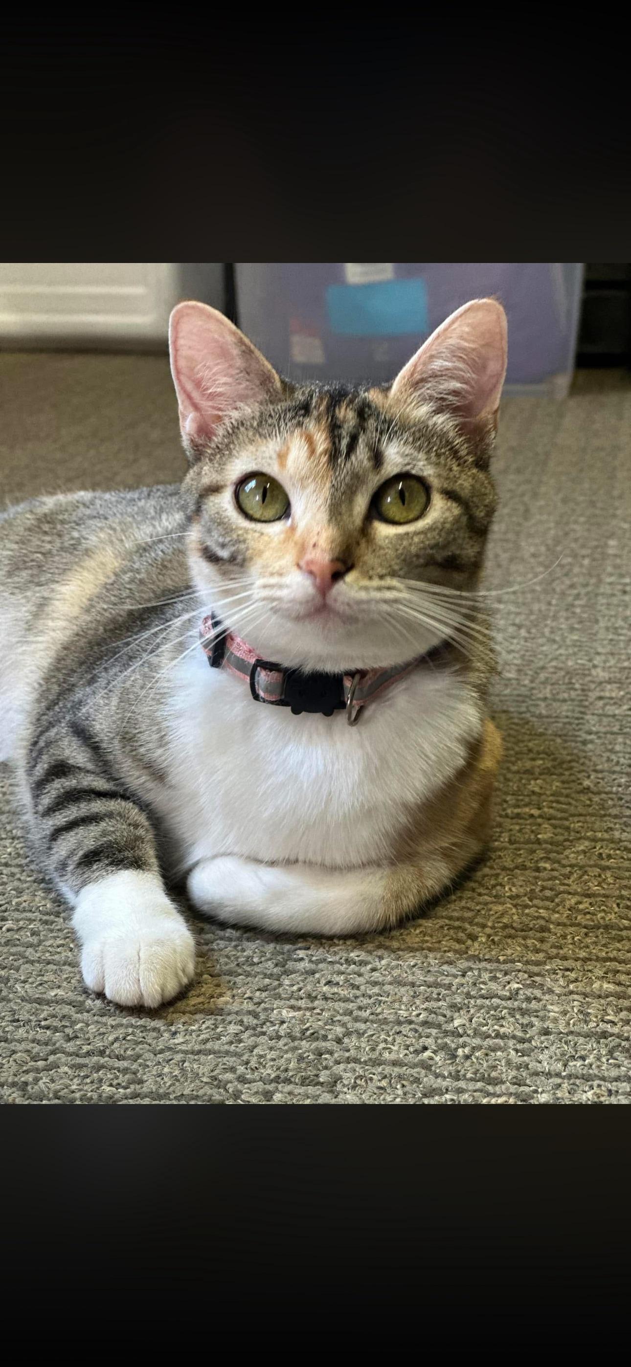 Daisey Bell, a ADOPTABLE mixed breed in Longview, TX image 2/2