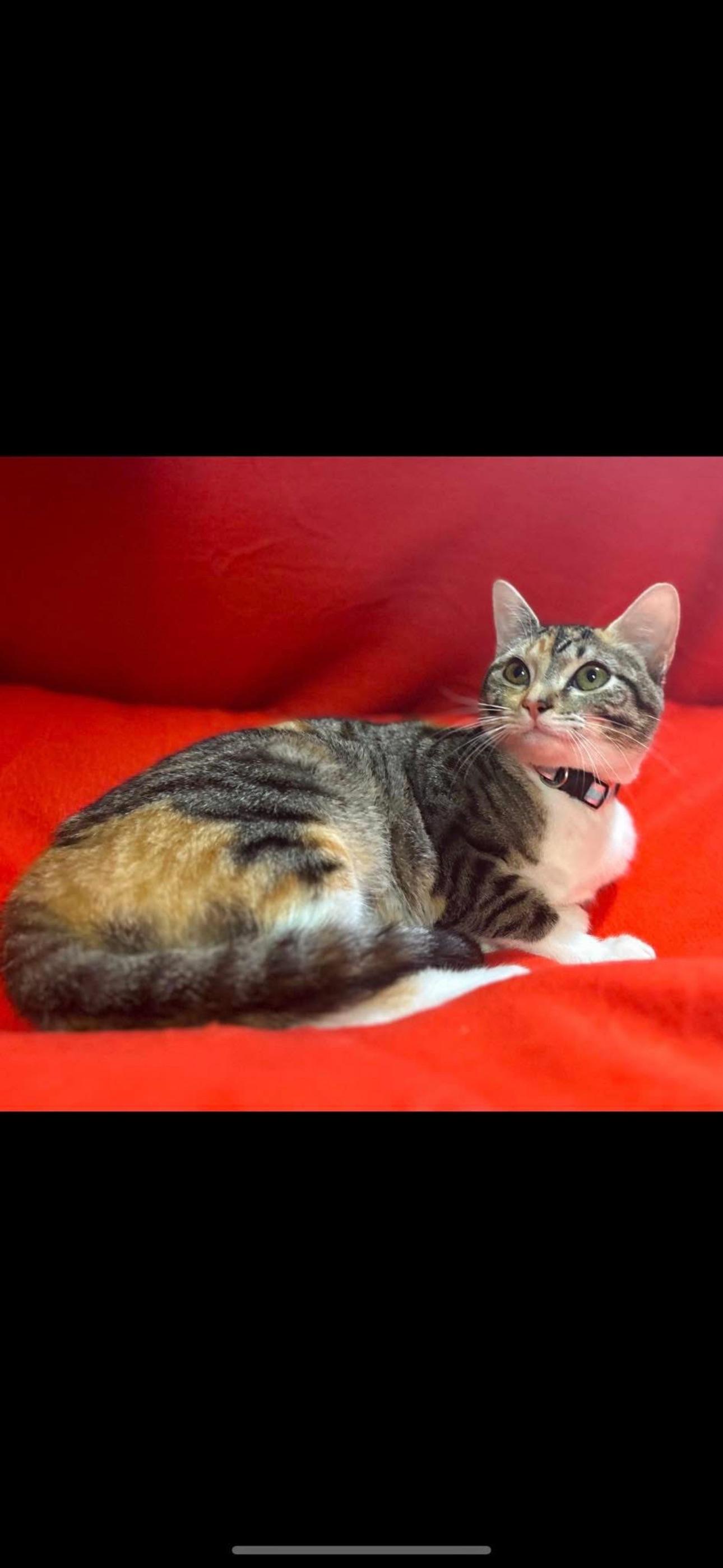 Daisey Bell, ADOPTABLE, Adult Female American Shorthair & Tabby.