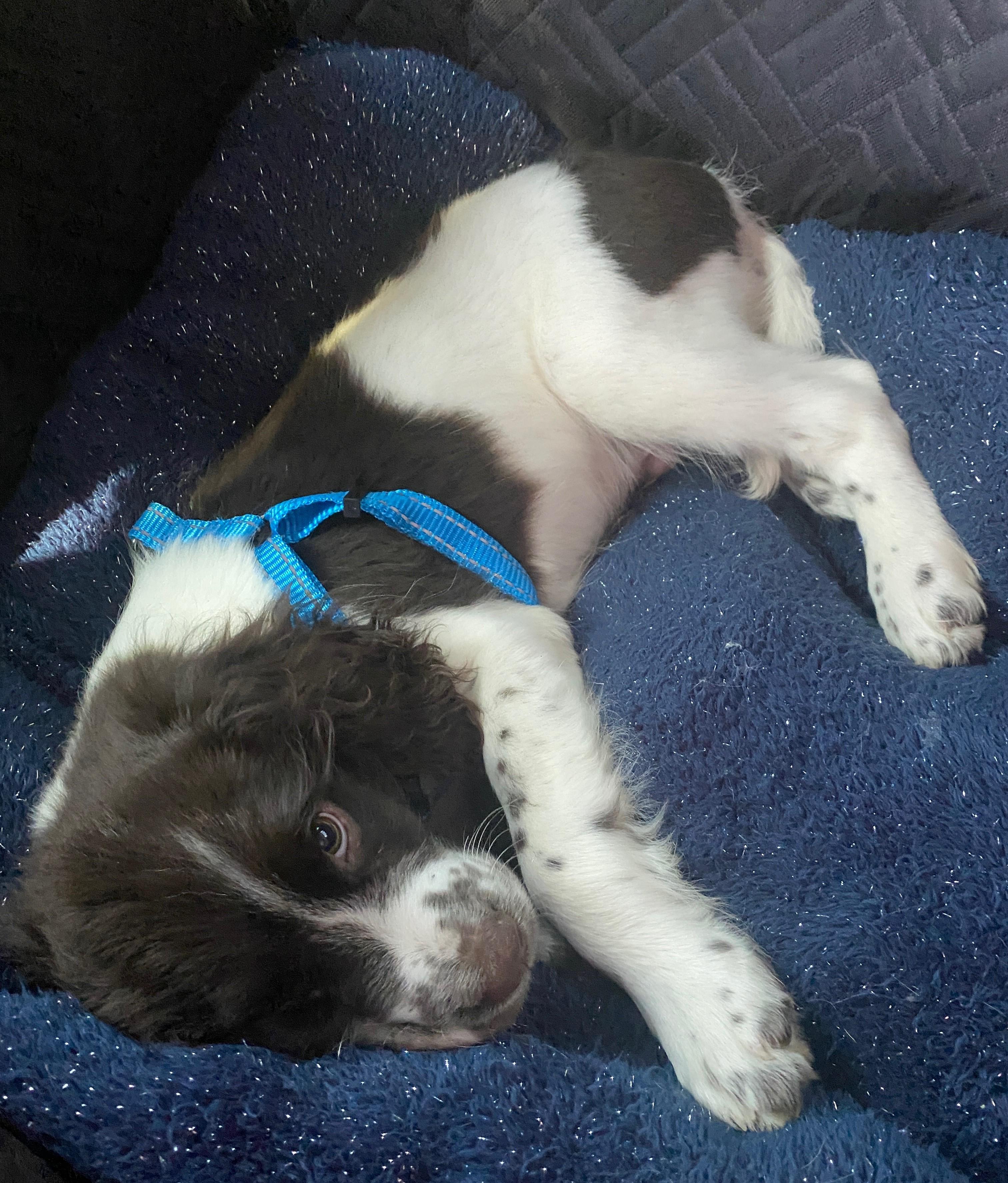 Hondo, adopted, Puppy Male English Springer Spaniel.
