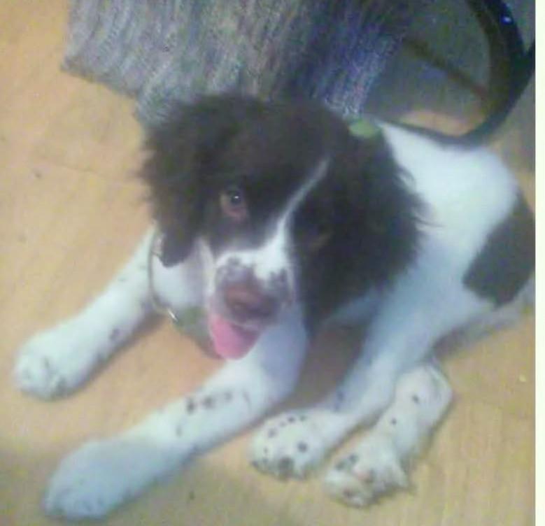 Hondo, an adopted English Springer Spaniel in Falls Church, VA image 2/2