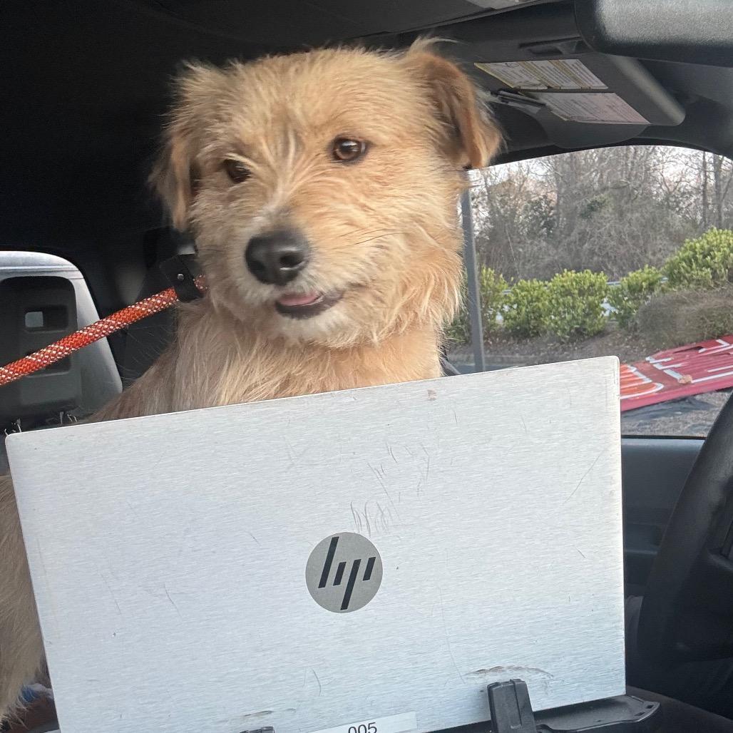 2/24/2026-Stray-AmberDrive