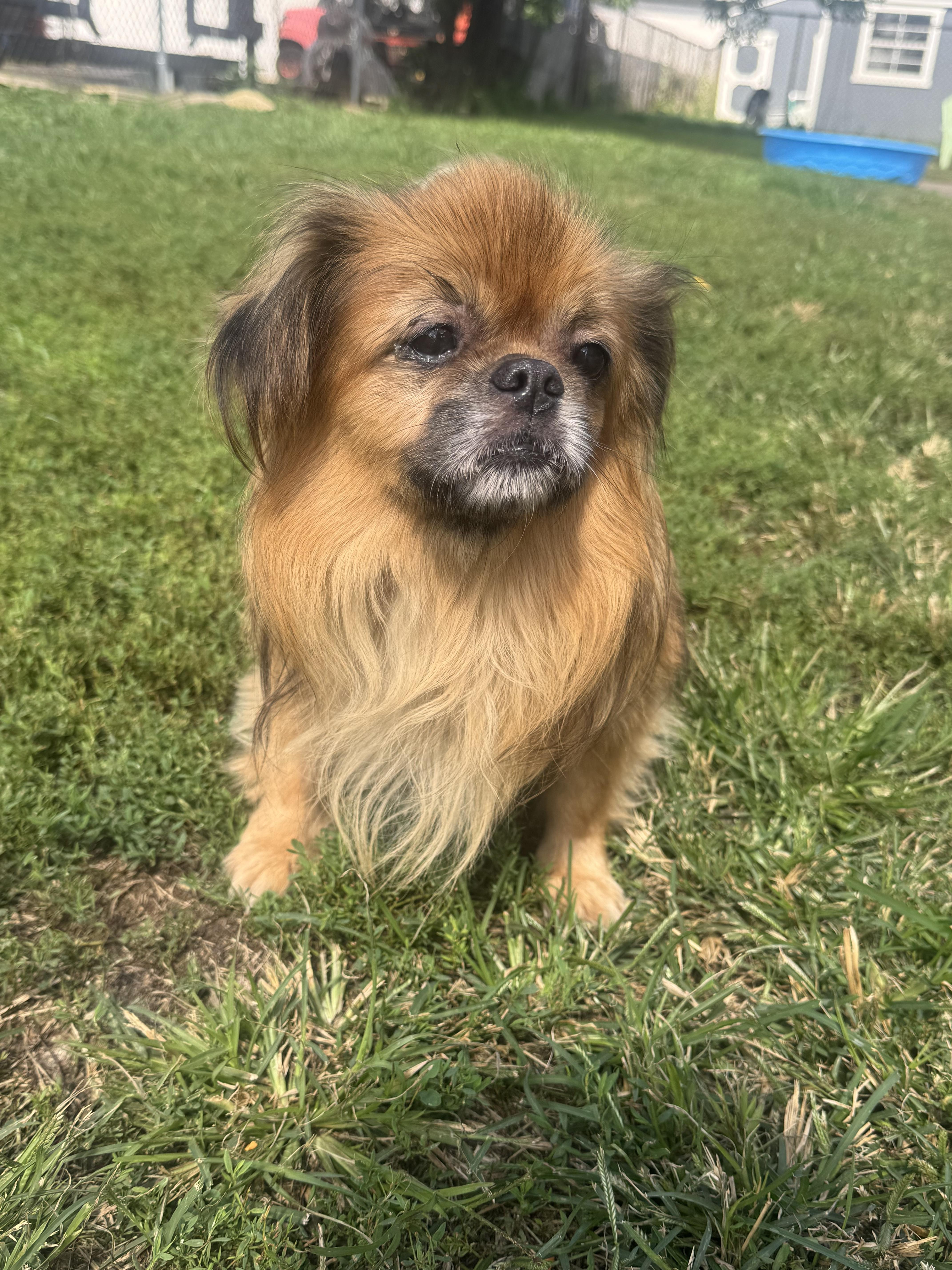 Enlarge Momo, a Adopted Tibetan Spaniel in North Canton, OH image 1/2