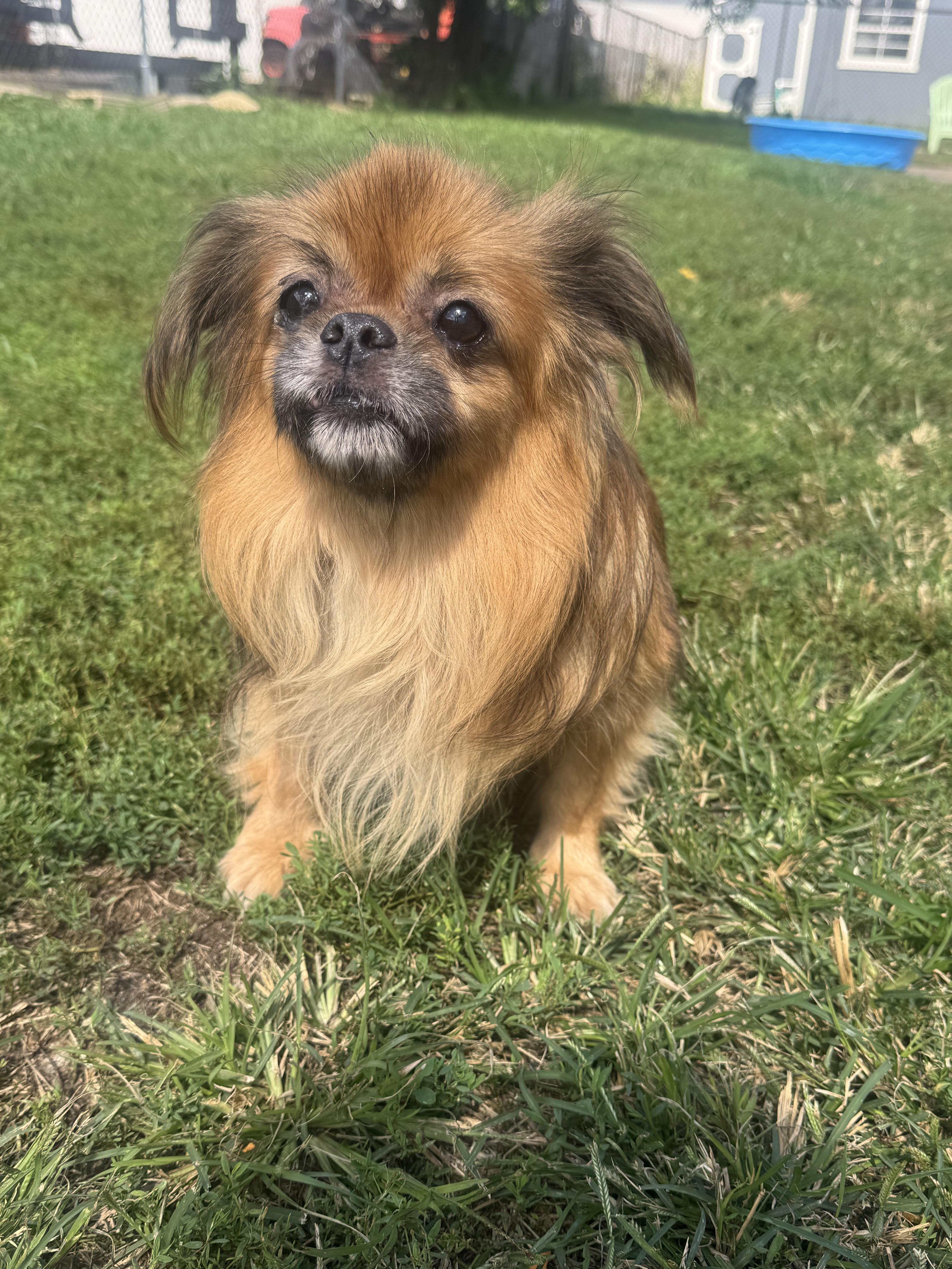 Enlarge Momo, a Adopted Tibetan Spaniel in North Canton, OH image 2/2