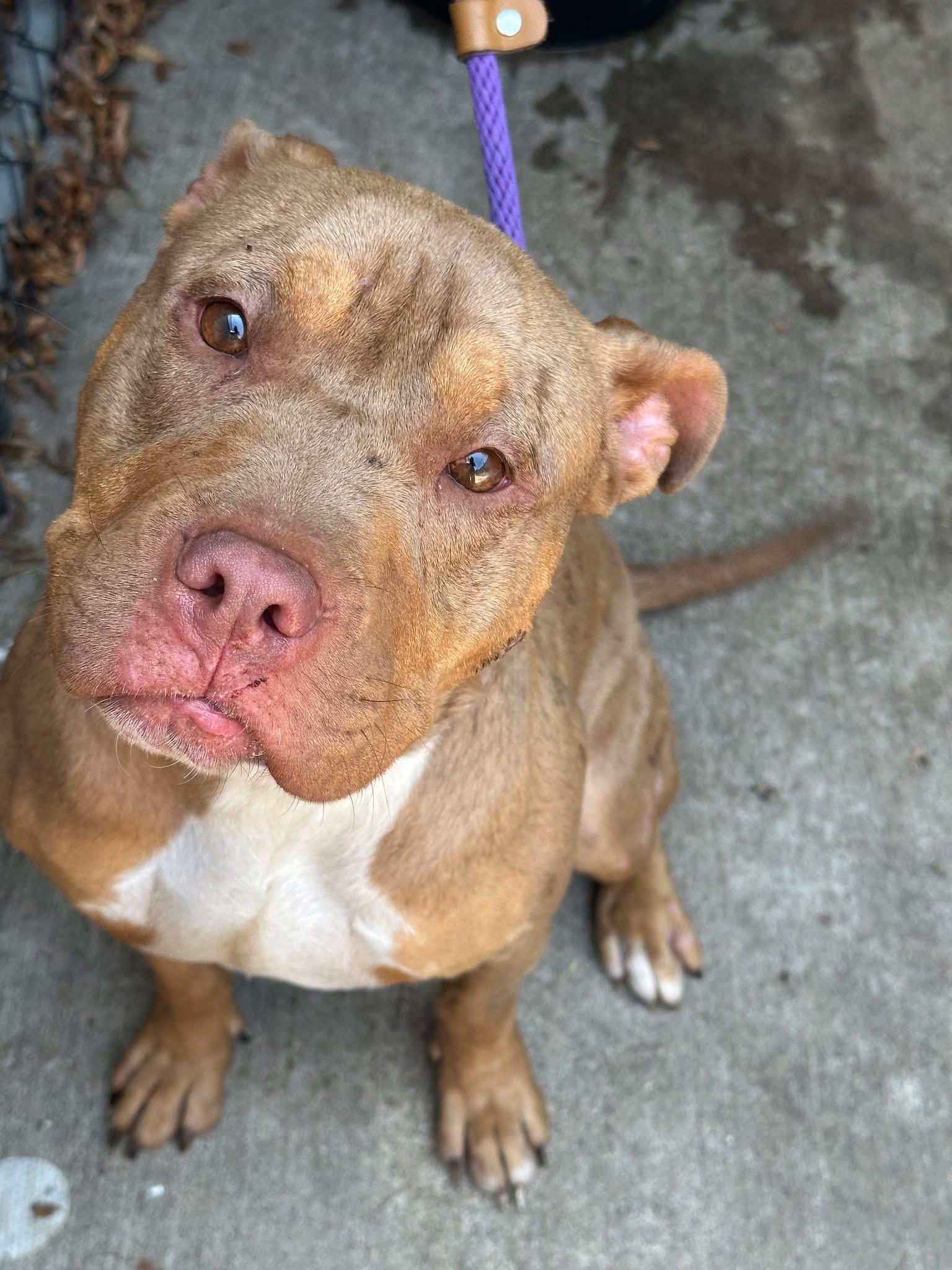 Saltine, a ADOPTABLE Pit Bull Terrier in Chicago, IL image 4/5