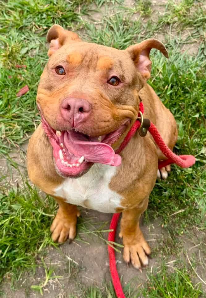 Saltine, a ADOPTABLE Pit Bull Terrier in Chicago, IL image 2/5