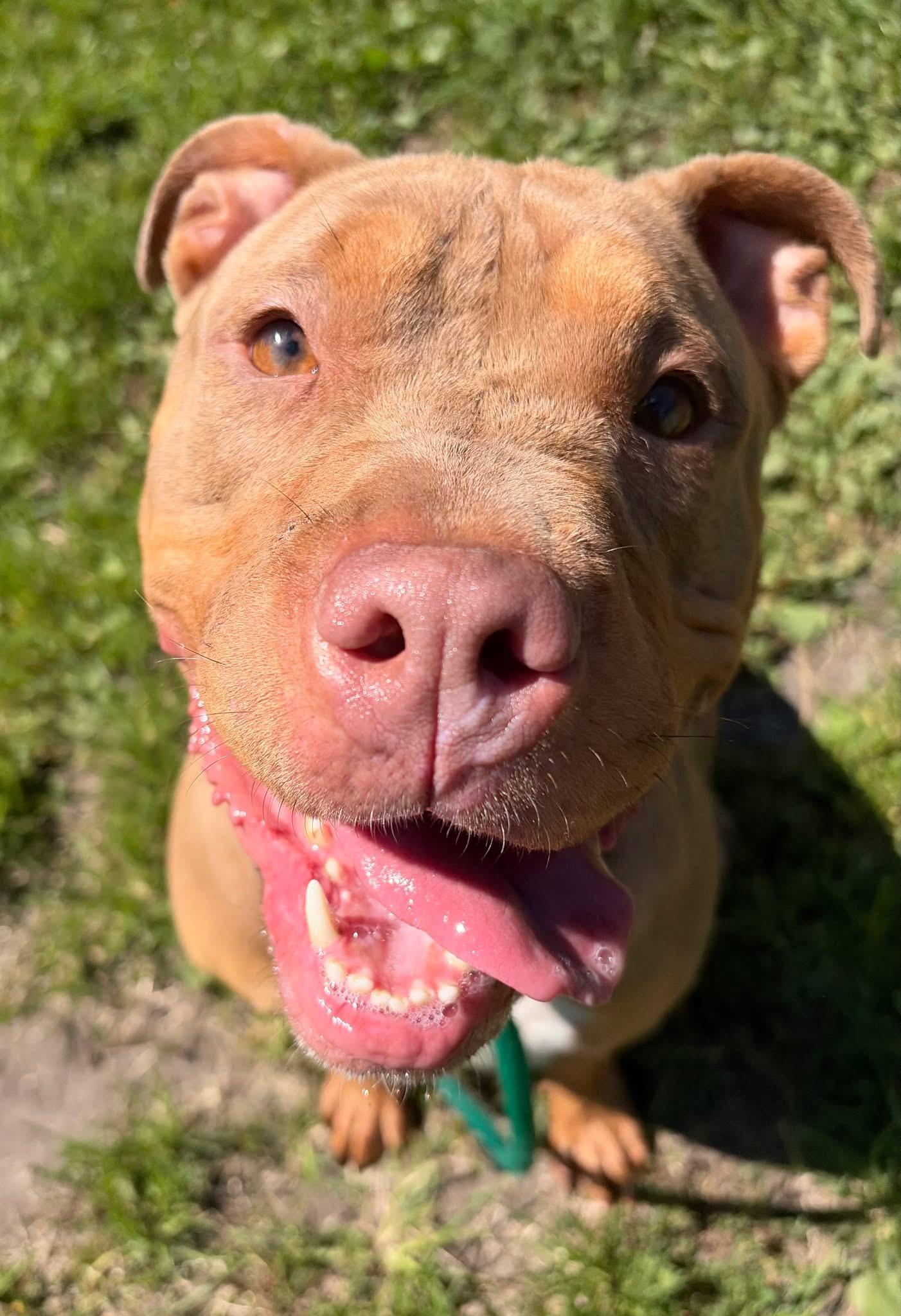 Saltine, ADOPTABLE, Adult Female Pit Bull Terrier.