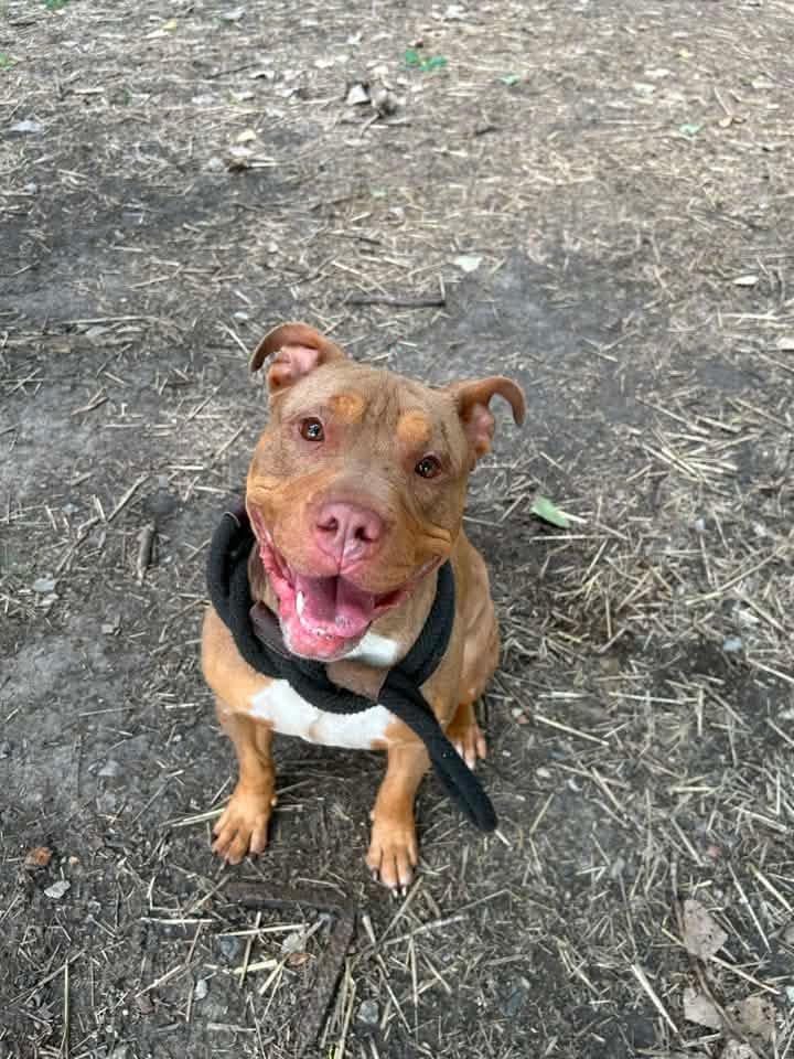 Saltine, a ADOPTABLE Pit Bull Terrier in Chicago, IL image 3/5