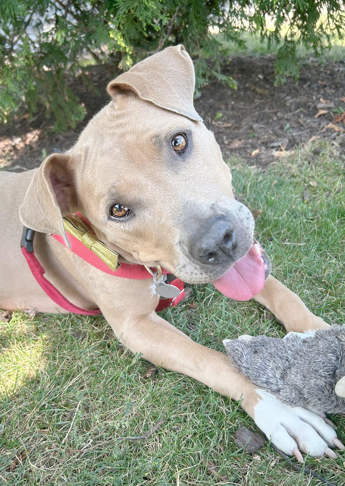 Enlarge Hawaii, a Adoptable Pit Bull Terrier in Pontiac, MI image 1/1