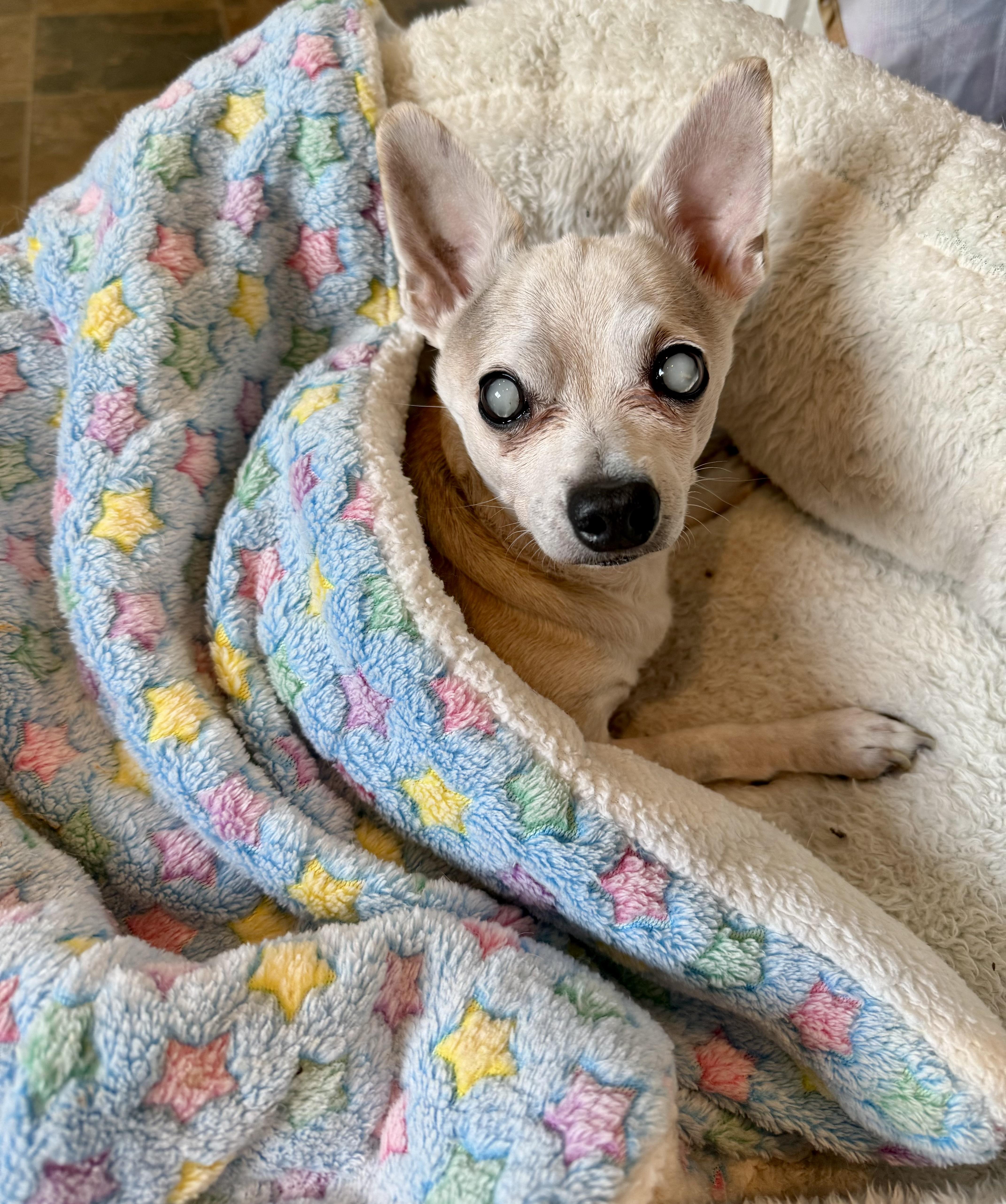 Enlarge Marshall, a Adoptable Chihuahua in Bethel, CT image 2/6