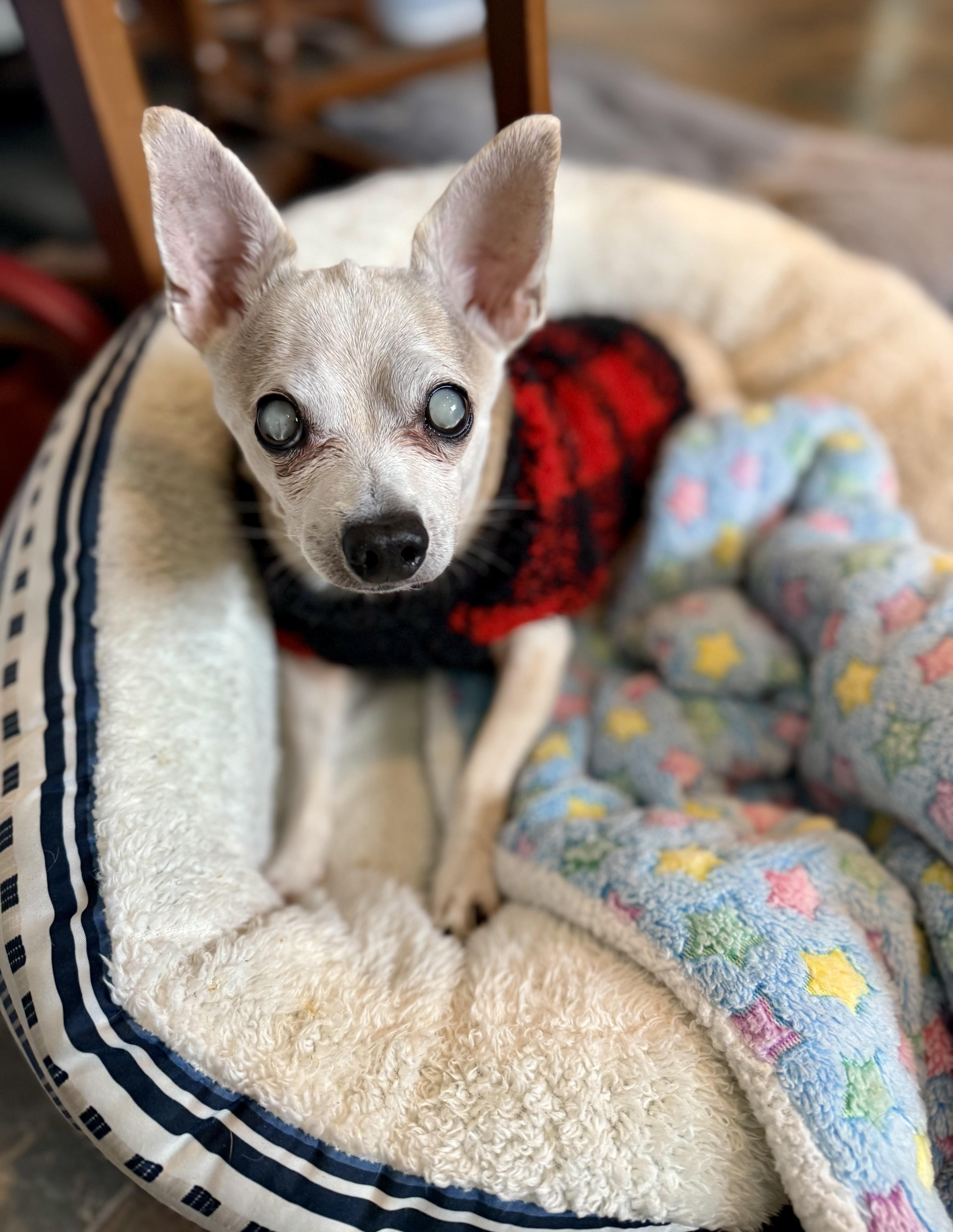 Enlarge Marshall, a Adoptable Chihuahua in Bethel, CT image 6/6