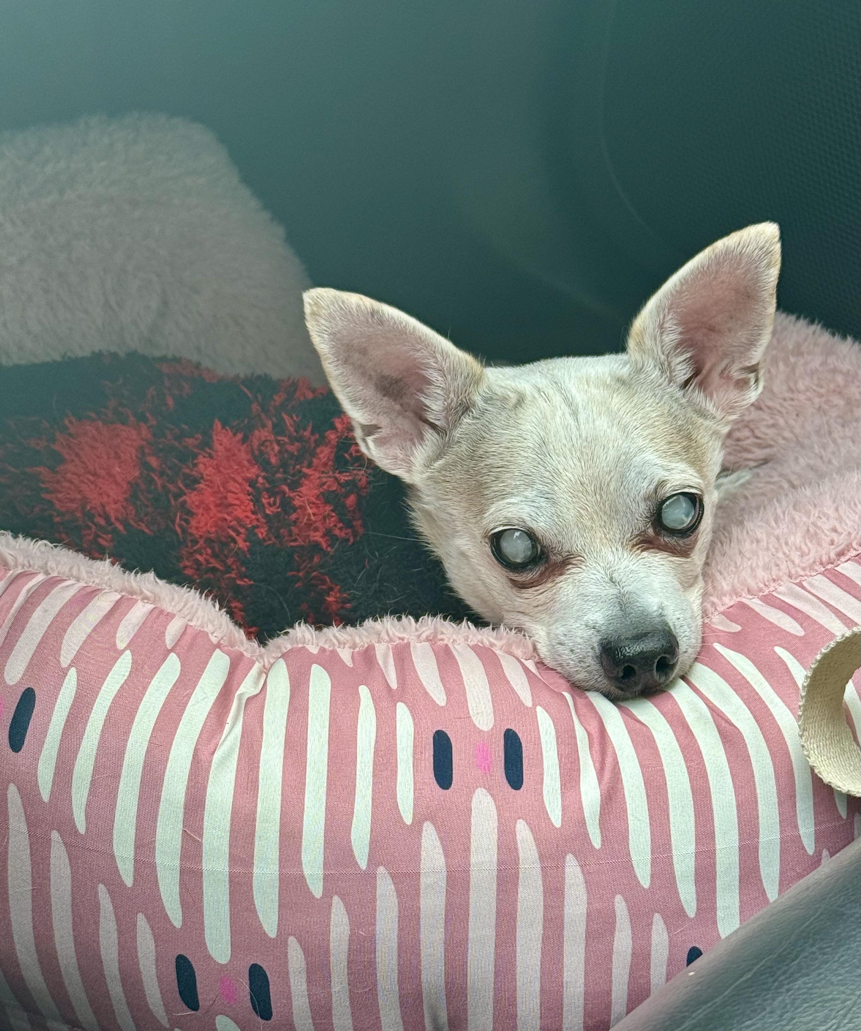 Enlarge Marshall, a Adoptable Chihuahua in Bethel, CT image 4/6