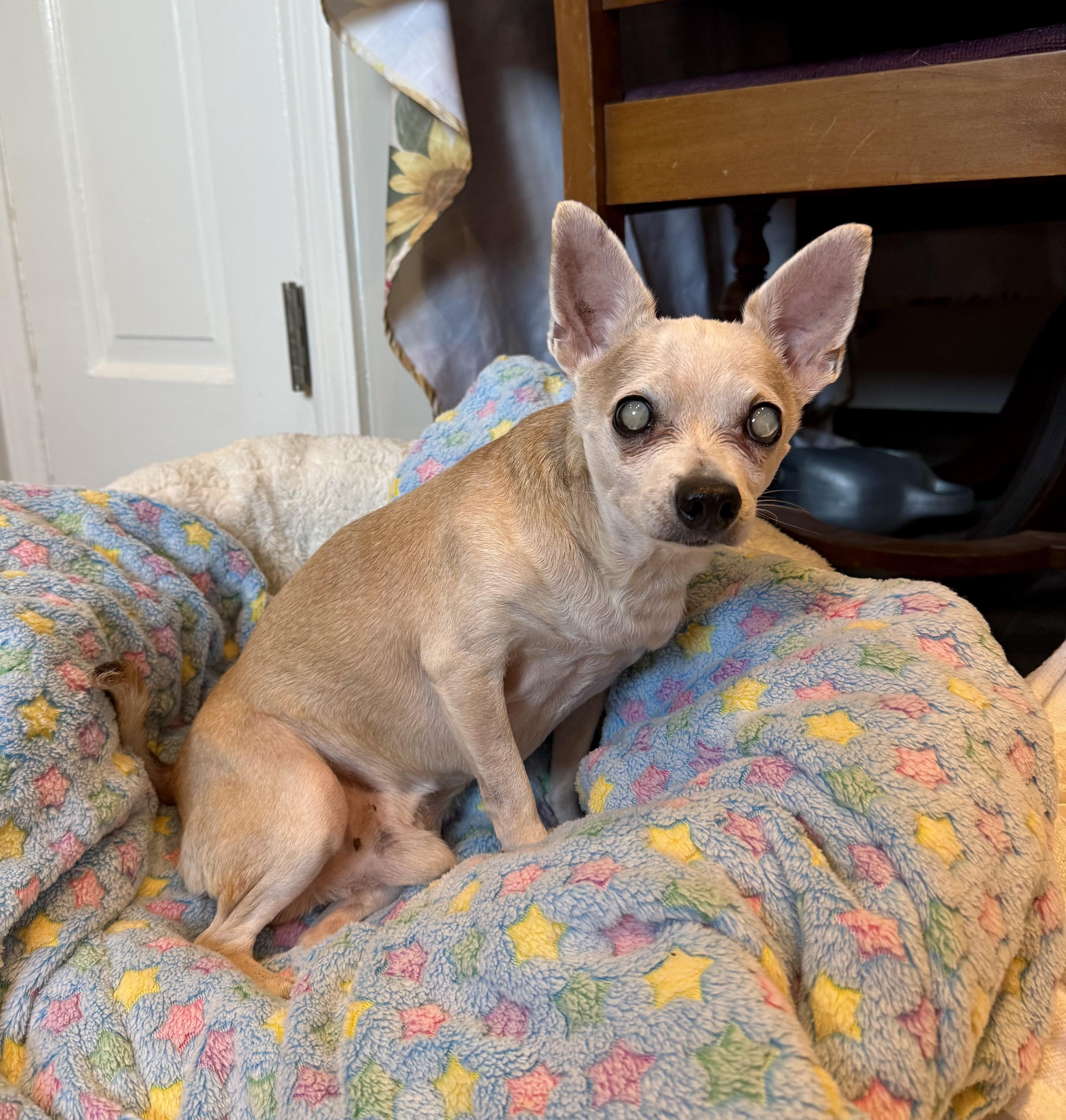 Enlarge Marshall, a Adoptable Chihuahua in Bethel, CT image 3/6