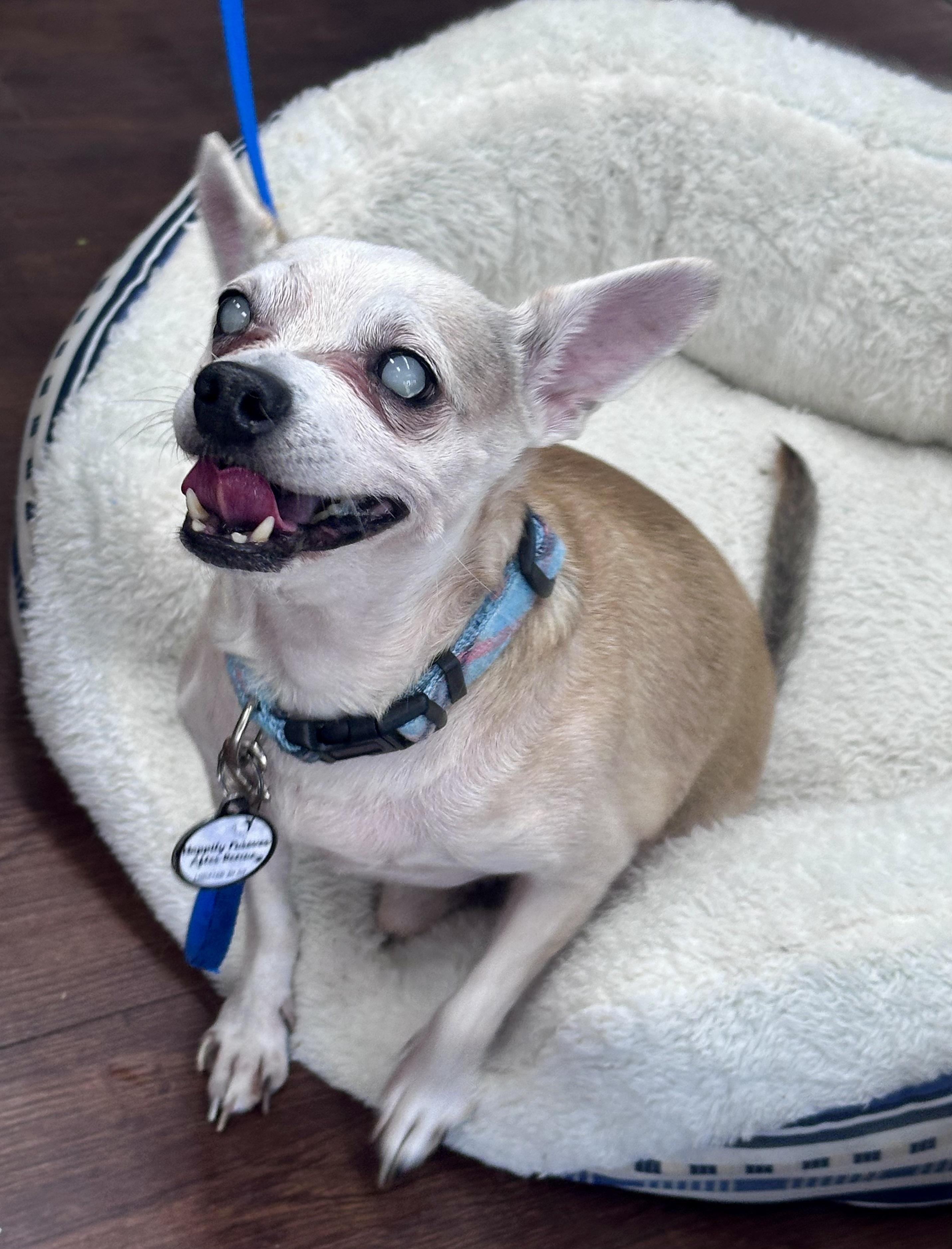 Enlarge Marshall, a Adoptable Chihuahua in Bethel, CT image 5/6