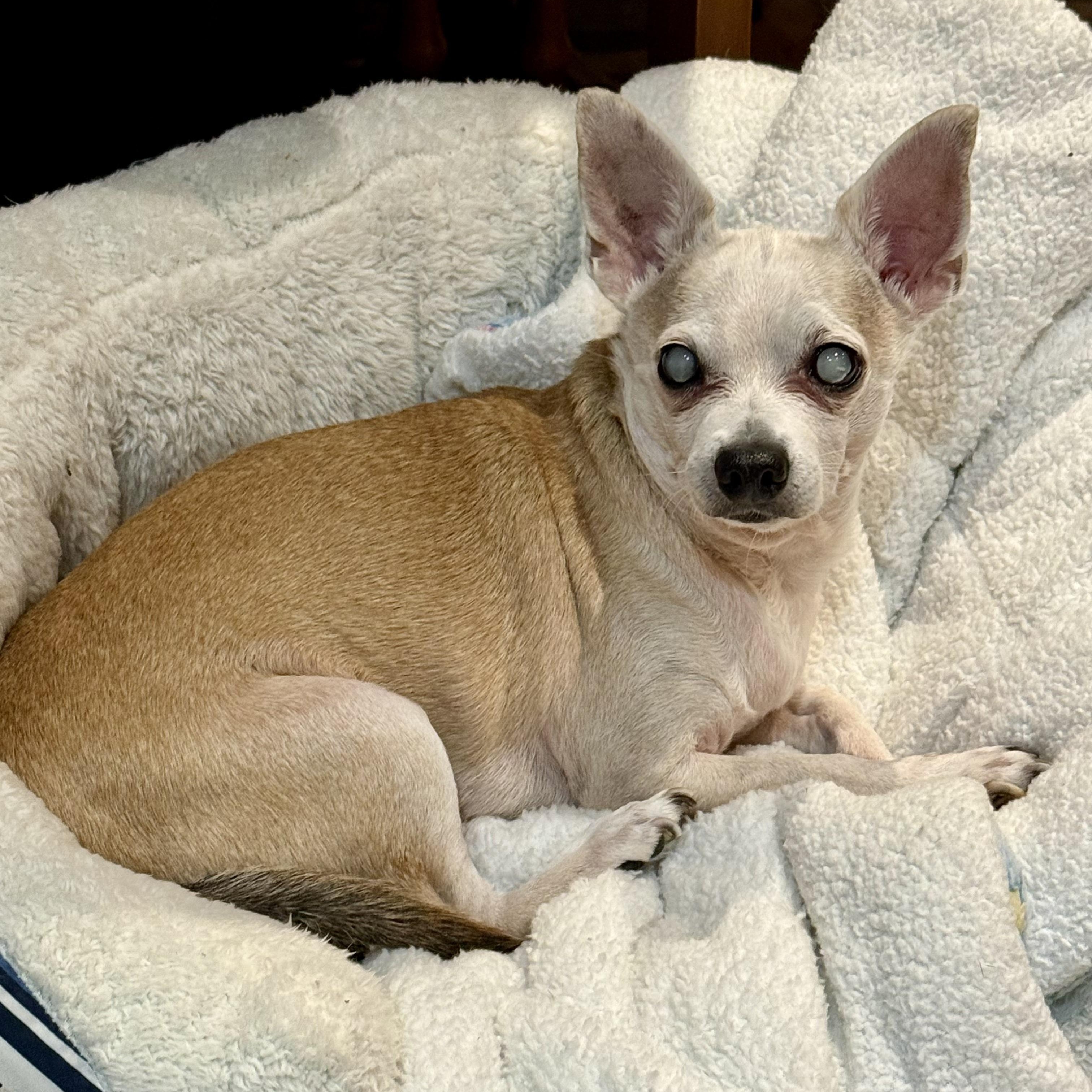 Enlarge Marshall, a Adoptable Chihuahua in Bethel, CT image 1/6