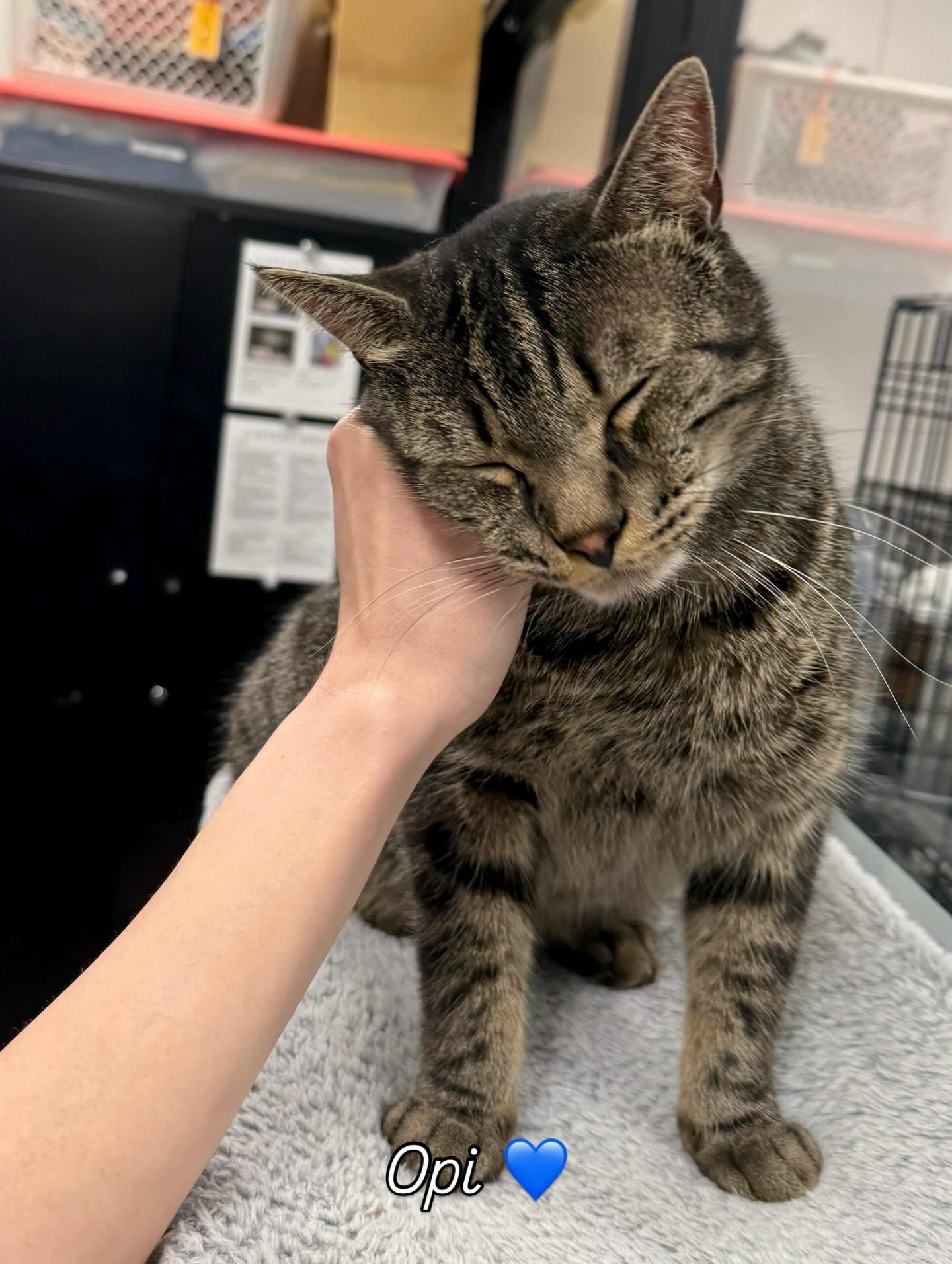 Opi, Adoptable, Adult Male Domestic Short Hair.