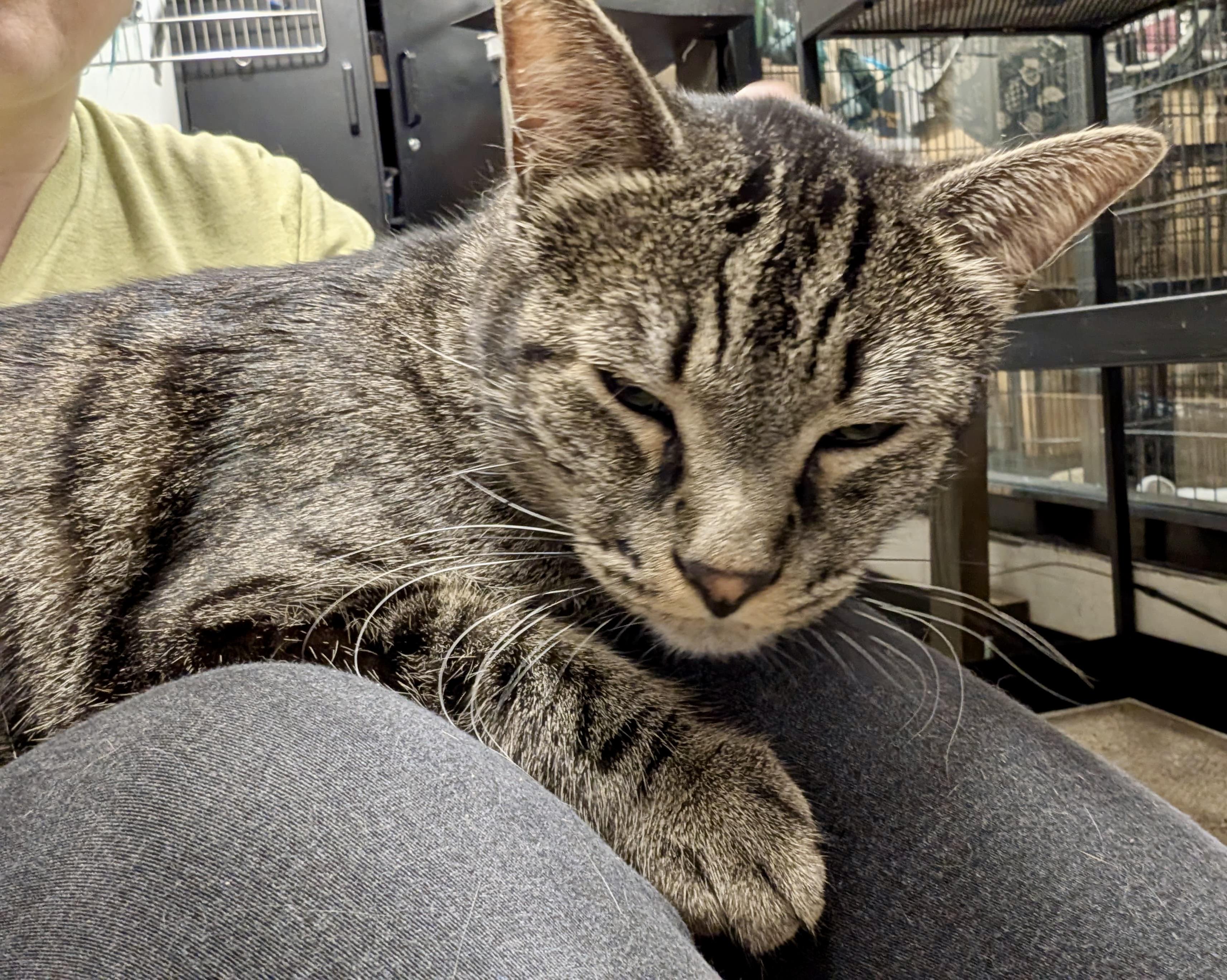 Enlarge Opi, a Adoptable Domestic Short Hair in San Juan Capistrano, CA image 2/2