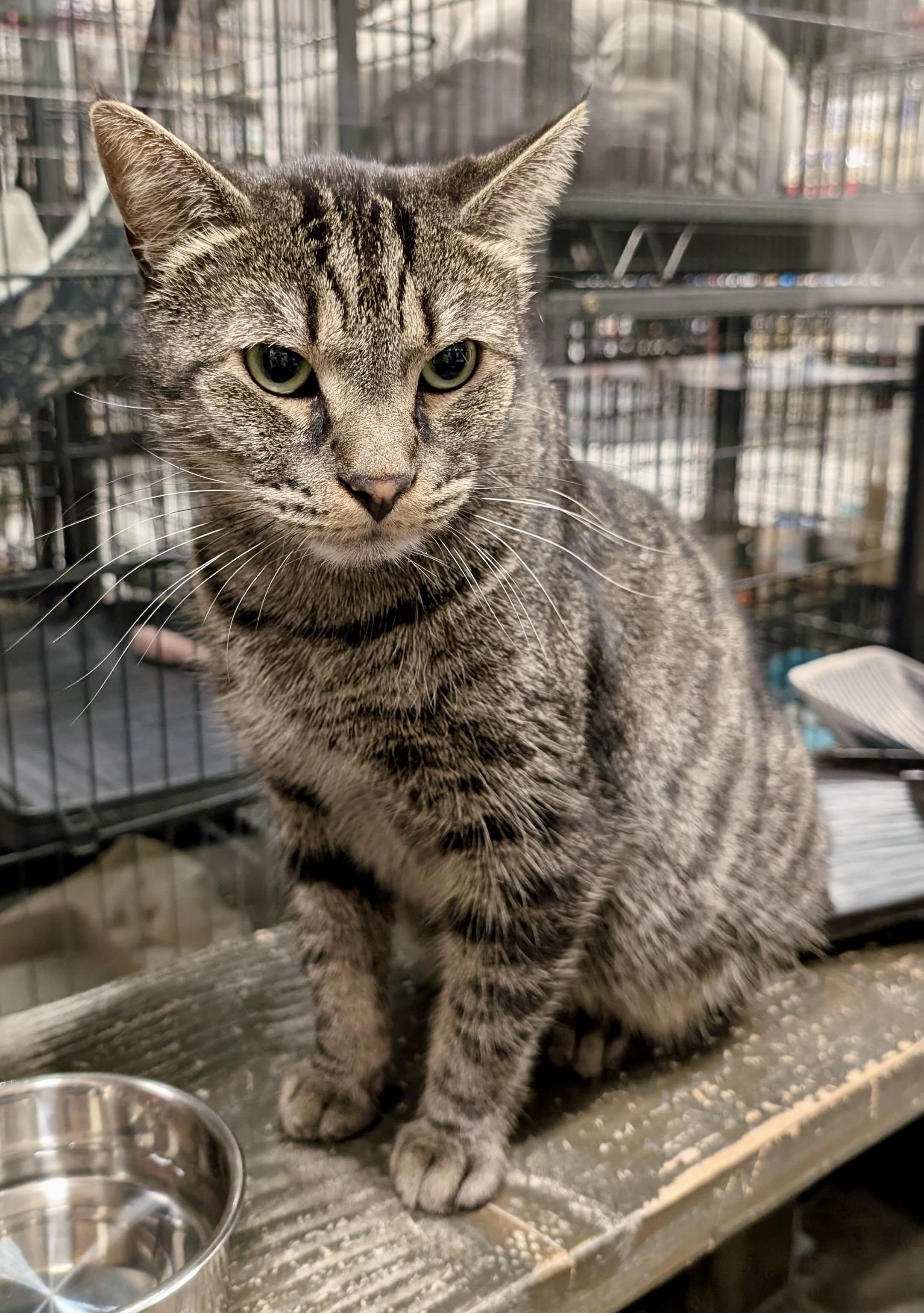 Enlarge Opi, a Adoptable Domestic Short Hair in San Juan Capistrano, CA image 1/2