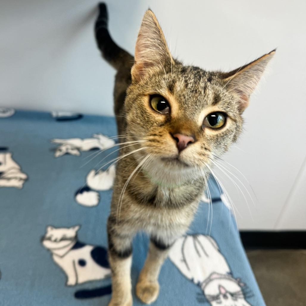 Enlarge Neutron, a Adoptable Domestic Short Hair in Fort Wayne, IN image 1/5