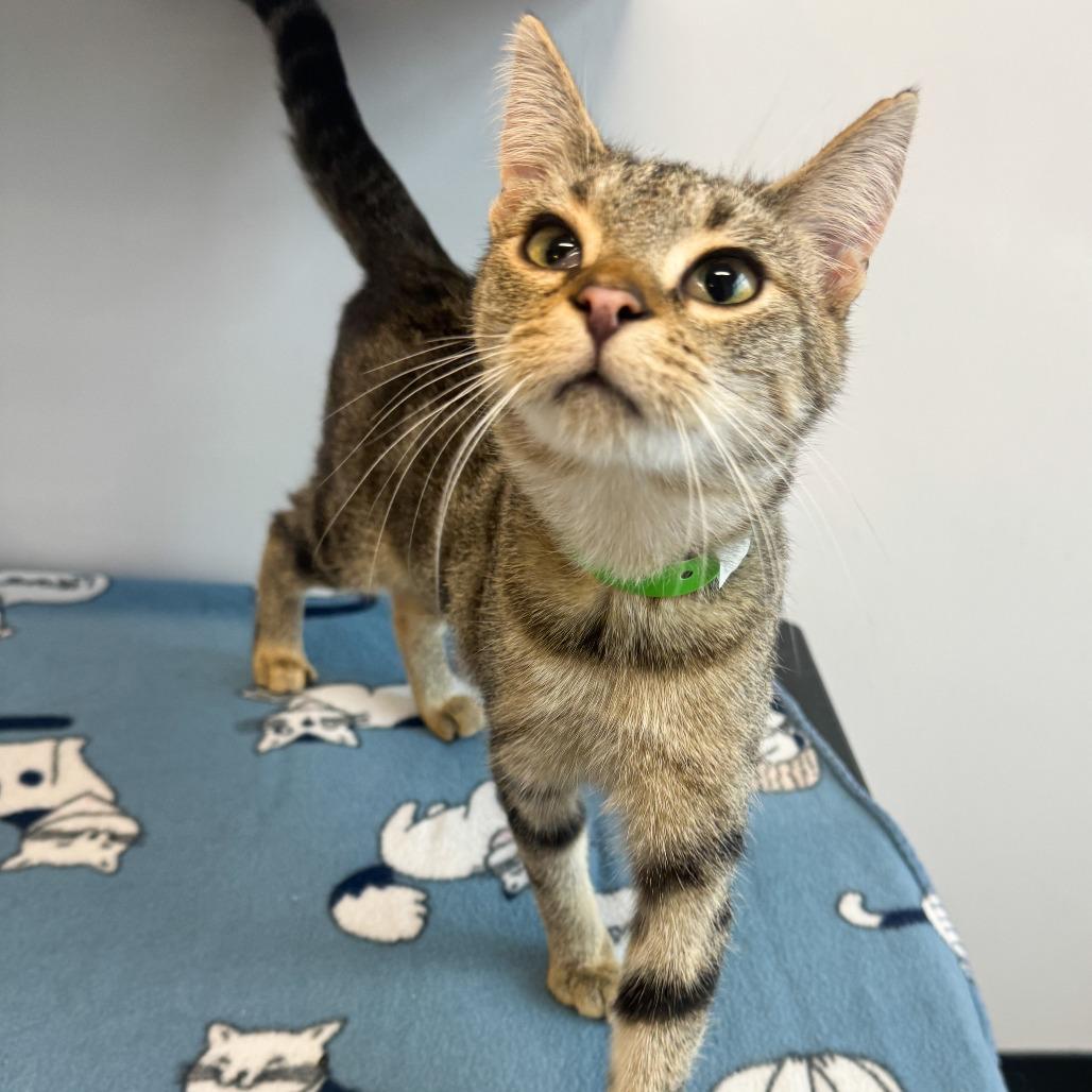 Enlarge Neutron, a Adoptable Domestic Short Hair in Fort Wayne, IN image 5/5