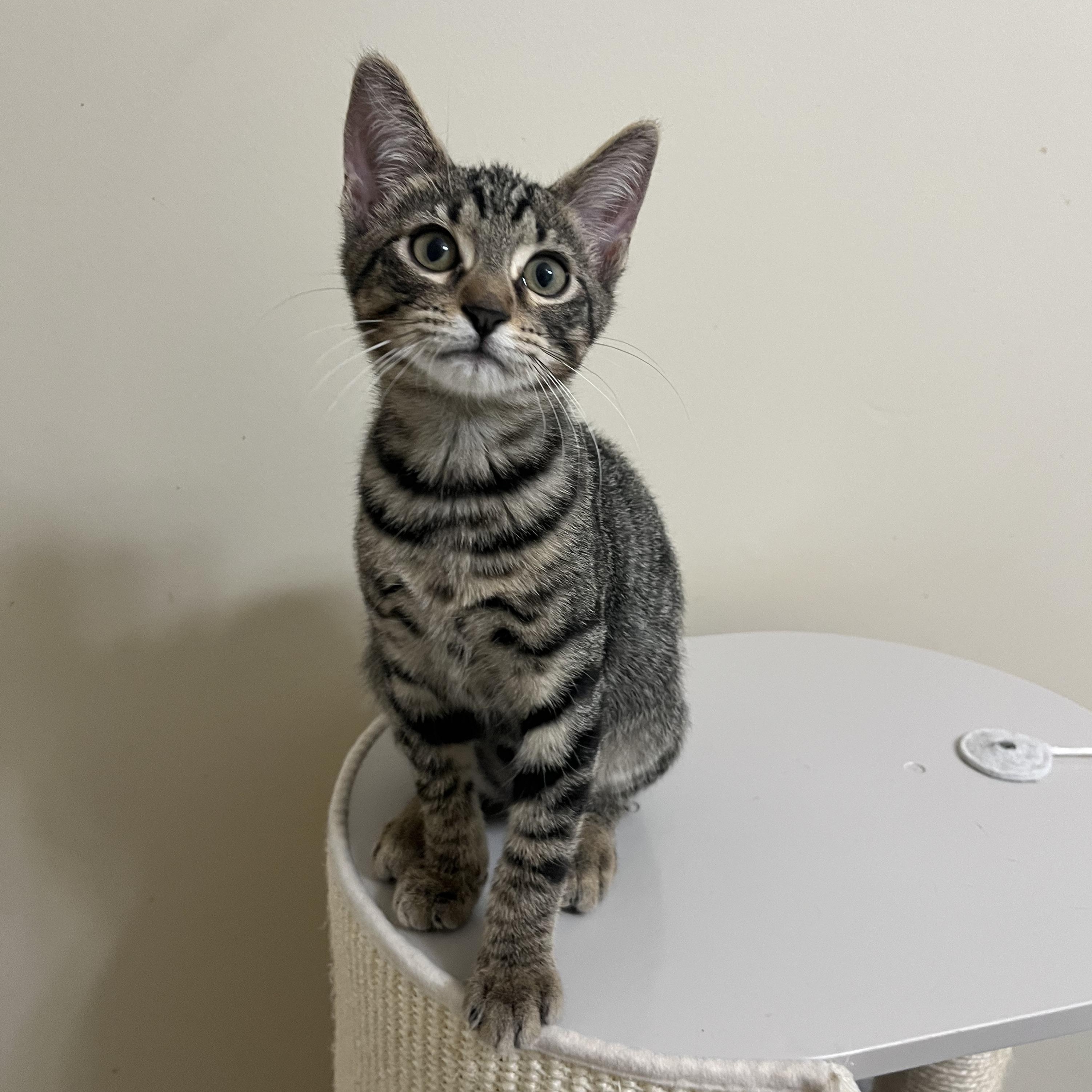 Mack, adopted, Kitten Male Domestic Short Hair & Tabby.