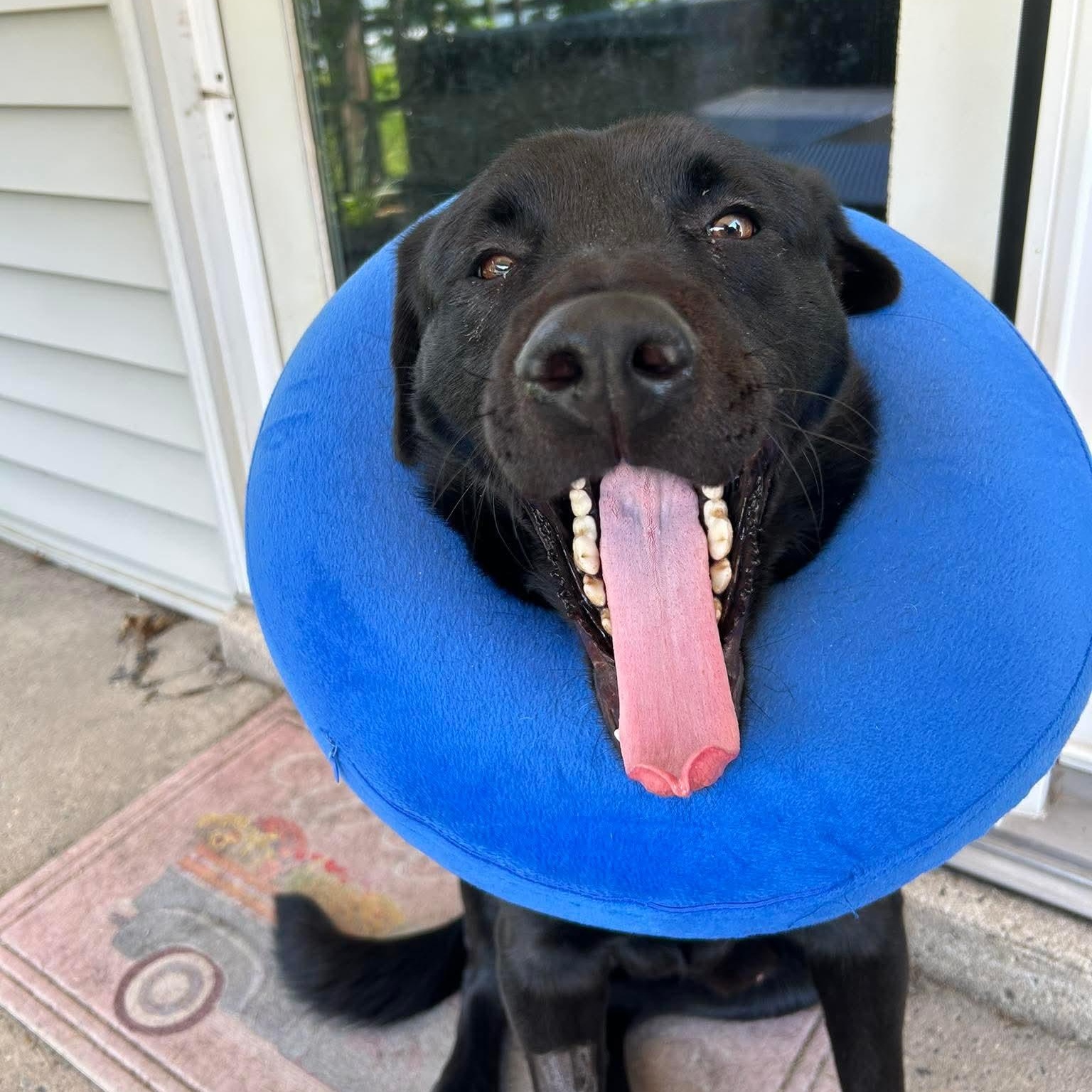 Karl, an adopted Black Labrador Retriever in Bethlehem, PA image 6/6