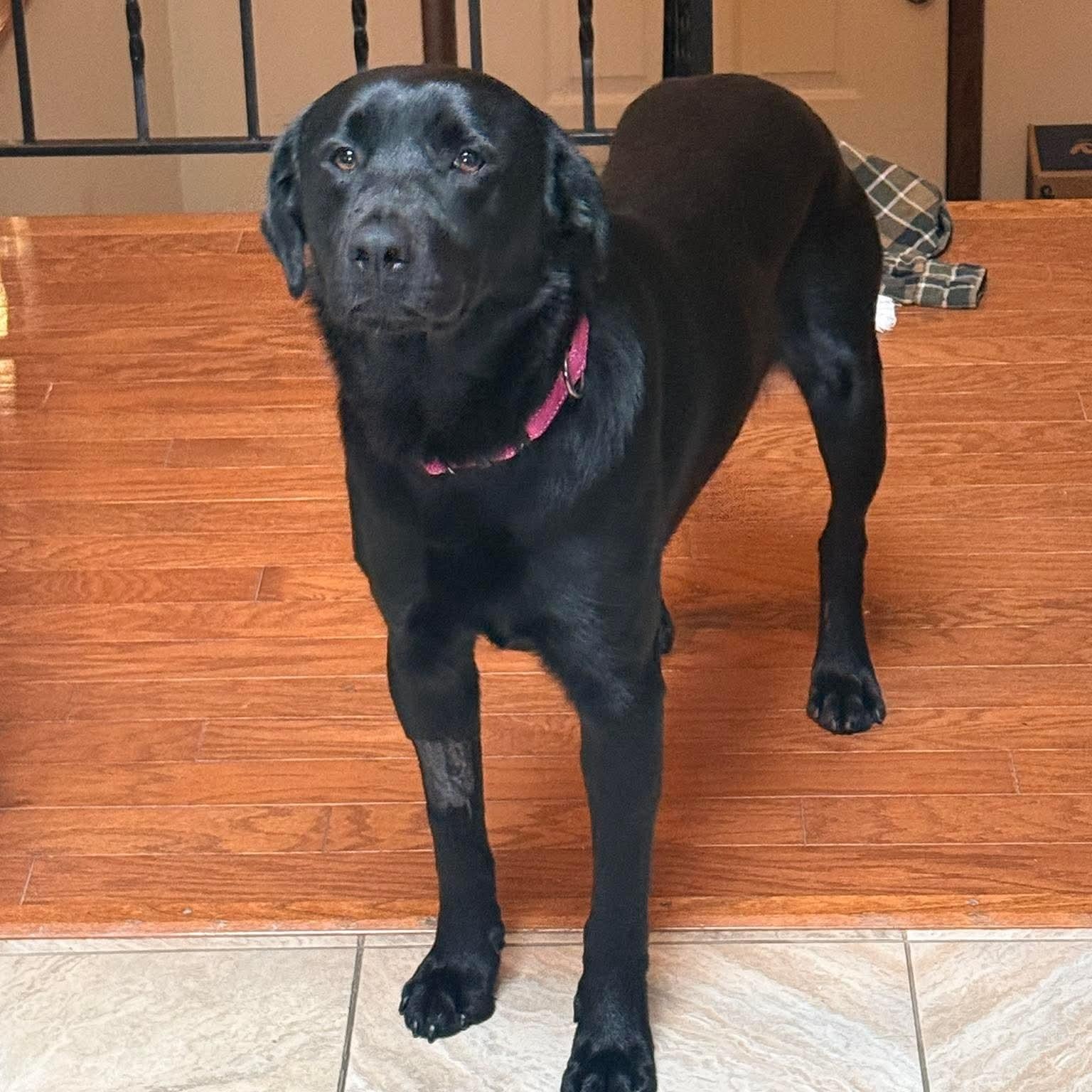 Karl, an adopted Black Labrador Retriever in Bethlehem, PA image 4/6