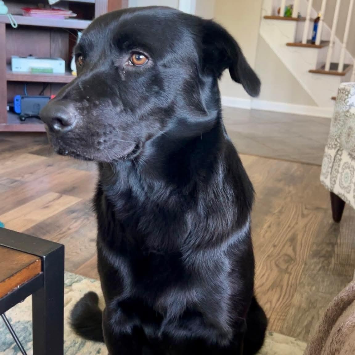 Karl, an adopted Black Labrador Retriever in Bethlehem, PA image 5/6