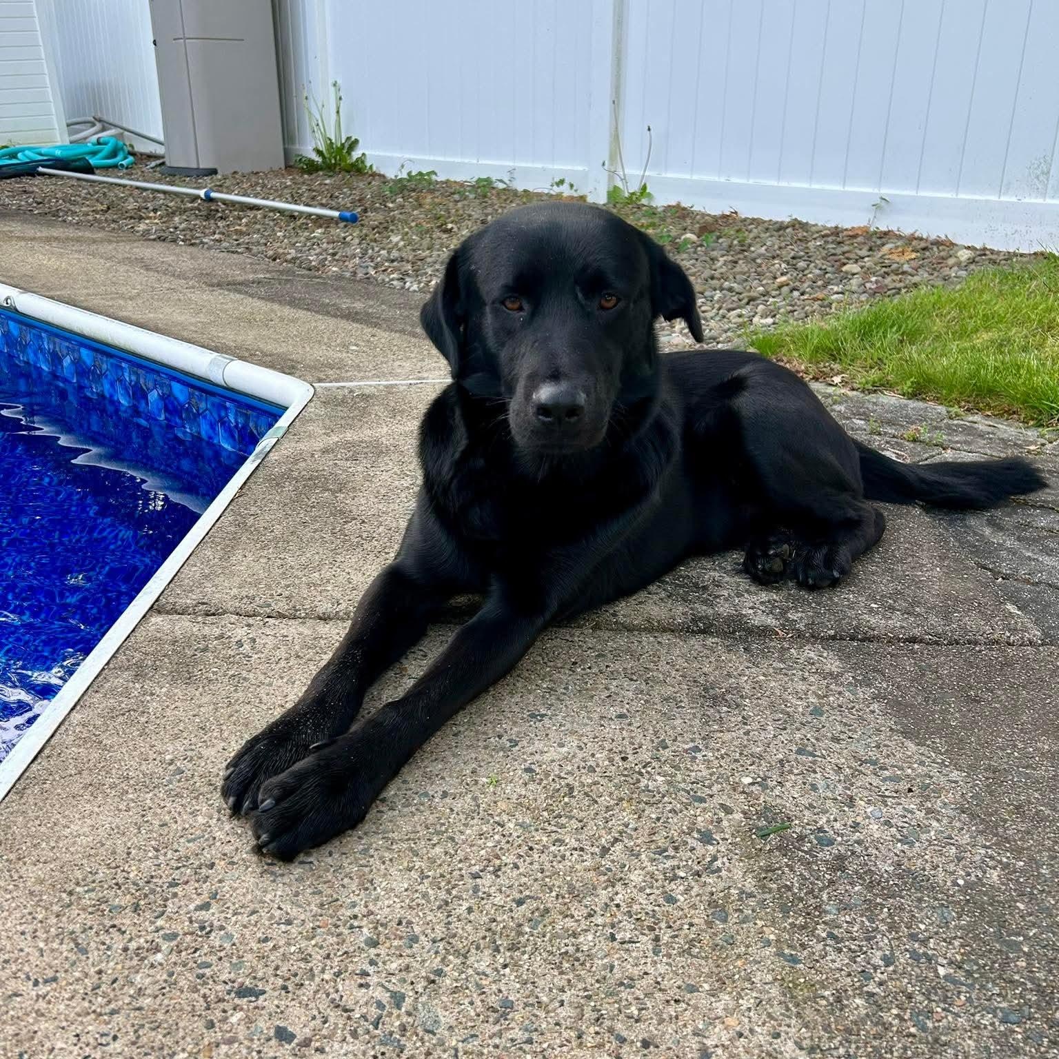 Karl, adopted, Adult Male Black Labrador Retriever.