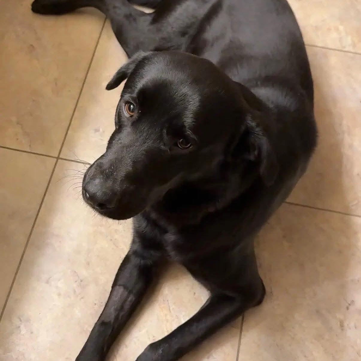 Karl, an adopted Black Labrador Retriever in Bethlehem, PA image 2/6