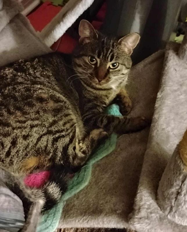 Enlarge Blossom, a Adoptable mixed breed in Mississauga, ON image 2/2