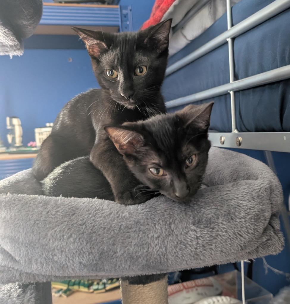 Luna, Adoptable, Young Female Domestic Short Hair.